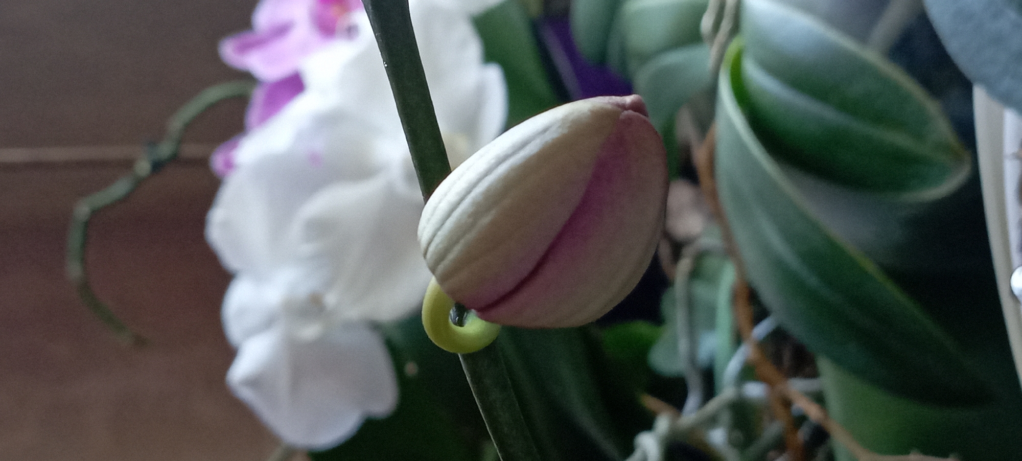 A close-up, vertically oriented, medium shot shows an orchid bud, light beige with hints of pink on its sides, on a stem that curves left. The bud is positioned in the lower center of the frame, with its tip pointing slightly downwards and to the right. Behind the bud, to the left, are out-of-focus white orchid petals, and to the right, a blur of pink. Dark green orchid leaves are visible below the bud and stem, and some lighter green aerial roots are also present. The background is a soft brown. The image was taken in Radisne, Ukraine.