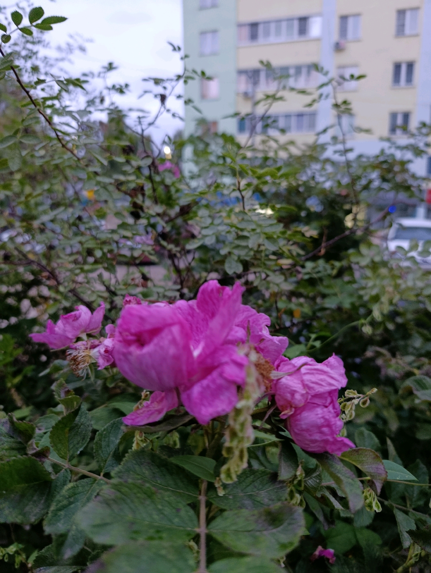 A close-up, vertical shot of several pink wild roses in bloom, with the blurred background of a multi-story building in Chaikovsky, Russia, under an overcast sky. The roses are in varying states of bloom and decay, with some petals appearing wilted and dry. The leaves of the rose bush are a deep green and appear slightly wet, suggesting recent rain. In the background, the light-colored facade of an apartment building is visible, with rows of windows. The sky is a pale, uniform gray. The overall impression is one of a natural element contrasting with the urban environment.