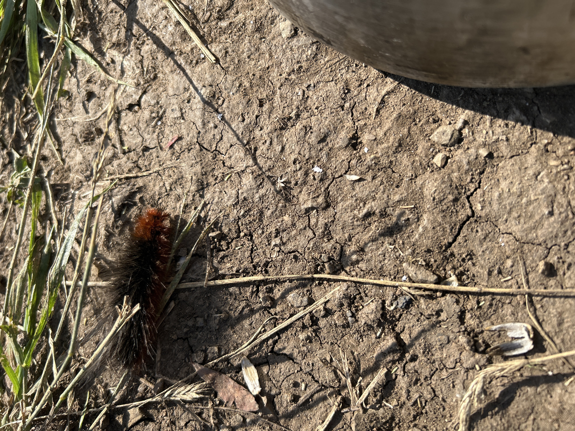 An adult female of the woolly bear caterpillar, likely an Isabella tiger moth, is shown in close-up in Matraevo, Russia. The caterpillar, measuring approximately 2-3 cm in length, is positioned on cracked, dry earth surrounded by dry grass and straw. Its body is covered in dense, bristly hairs, predominantly black with bands of rusty red towards the head and tail. Sunlight casts sharp shadows on the ground, indicating a bright, dry day. Part of a light-colored, curved object, possibly a foot or a piece of equipment, is visible in the lower right quadrant of the image, casting a long shadow. The overall environment suggests a rural or outdoor setting.