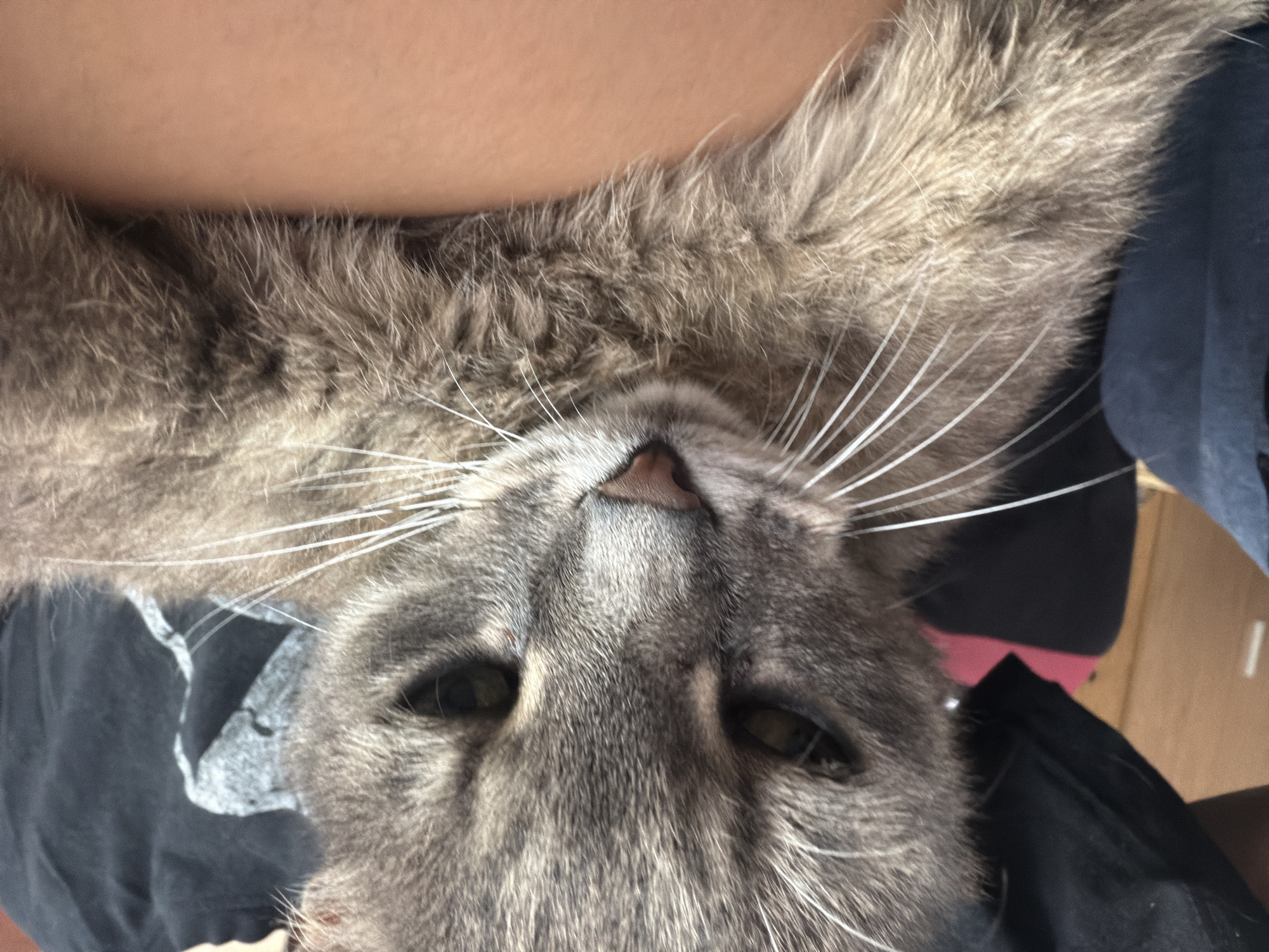 A close-up, over-the-shoulder shot shows a gray tabby cat held by a person. The cat's face is the primary focus, with its eyes partially closed and whiskers fanned out. The person's arm and shoulder are visible, supporting the cat. The background is blurred, showing hints of clothing and what appears to be wooden furniture. The scene is indoors, in a home setting. There is no information available about the location in the city of Prosena, Bulgaria.