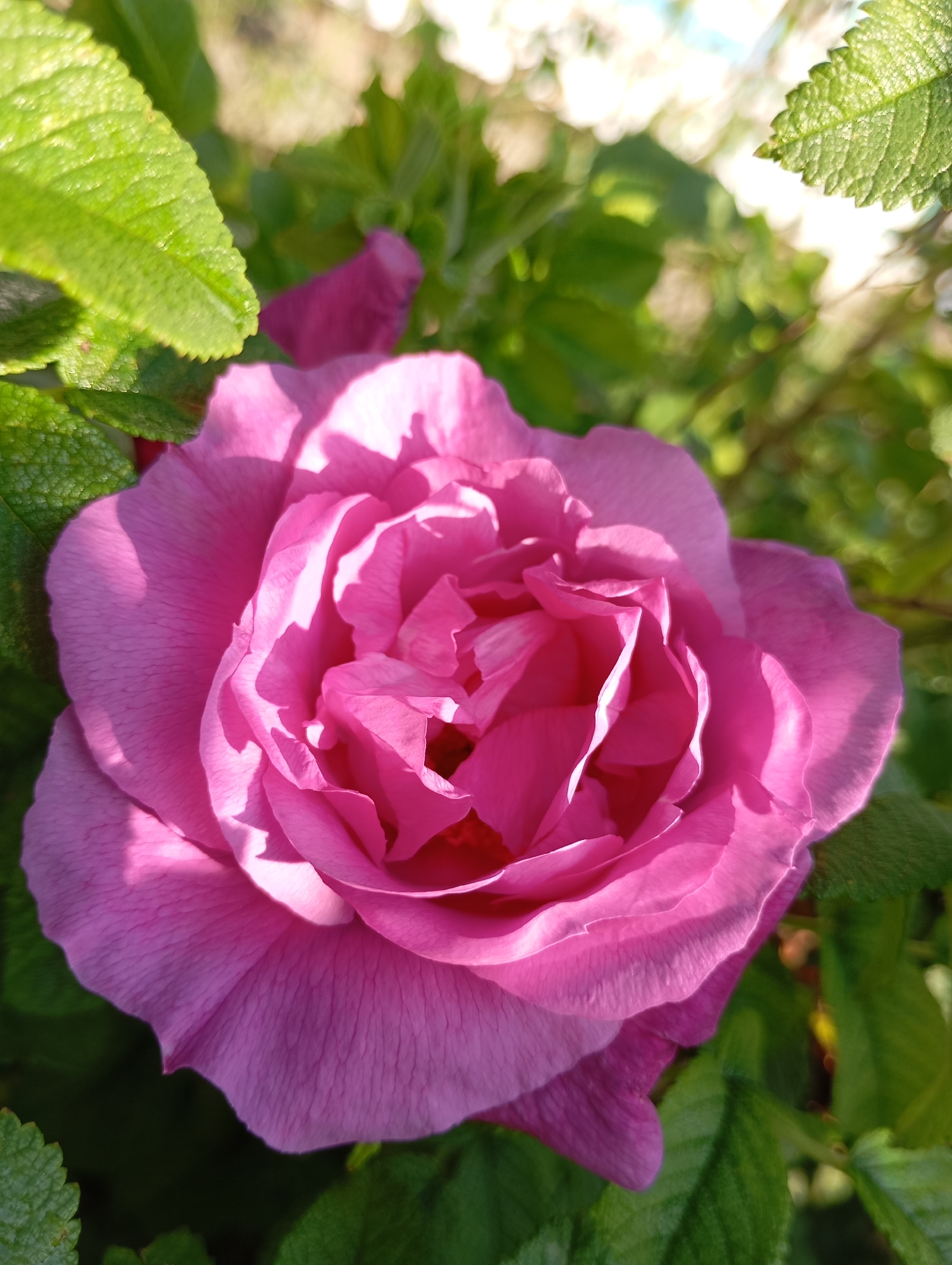 A close-up, low-angle outdoor shot features a vibrant pink rose in the foreground. The rose is fully bloomed, with its petals layered and slightly ruffled, catching the sunlight which creates delicate shadows. The background is a blur of green foliage and hints of sunlight, suggesting a garden or natural setting. There are no people or discernible man-made objects in the frame. The scene is consistent with a garden in a residential area, possibly in the city of Fokino, Russia, given the context. The lighting indicates it is daytime, likely late afternoon due to the warm glow.