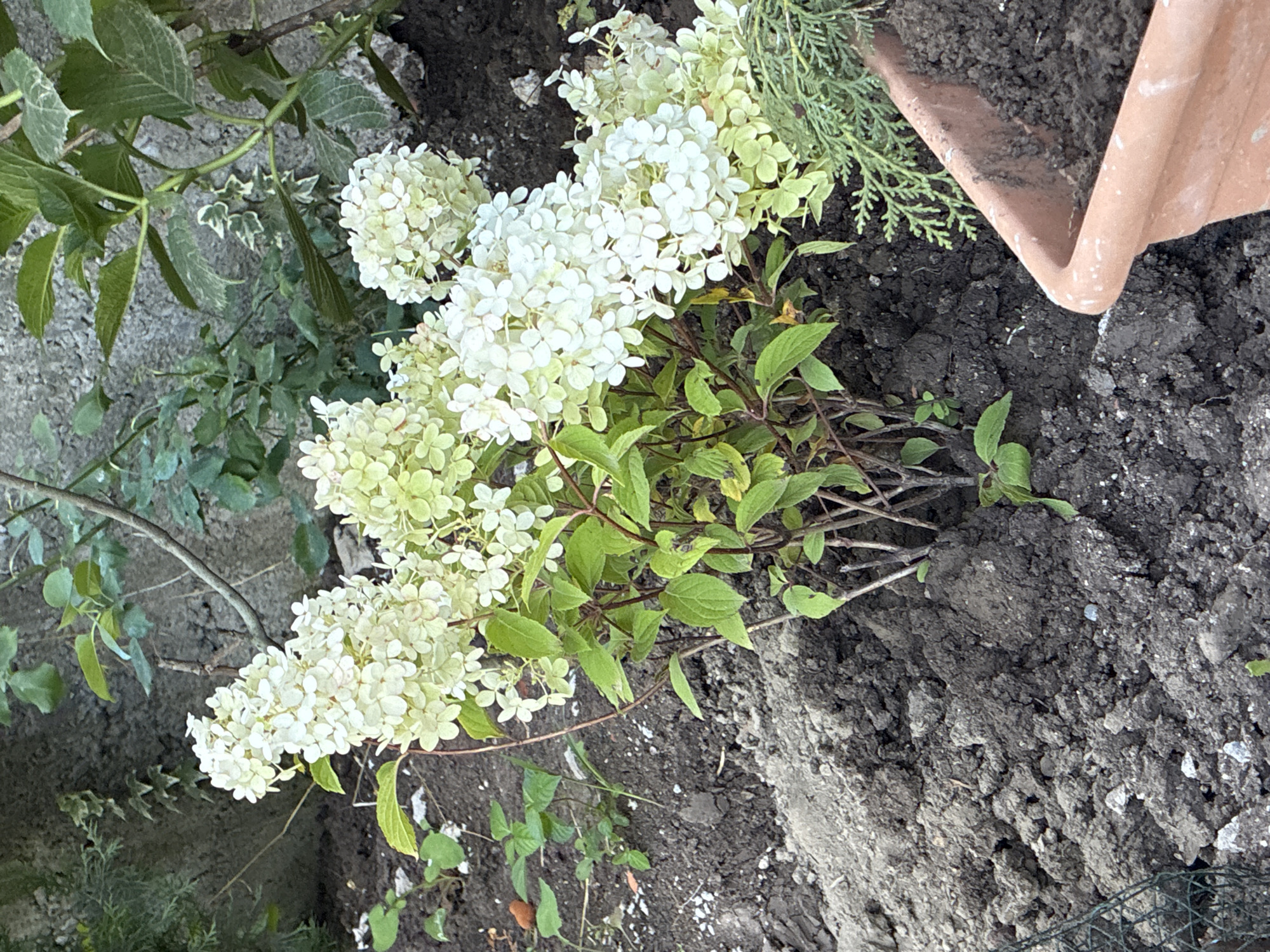 This is a photograph of a flowering hydrangea bush in a garden setting. The bush has large, cone-shaped clusters of small white flowers, some of which are tinged with green, indicating they may be starting to fade or change color. The leaves are a vibrant green. The plant is situated in dark, loamy soil, with some scattered white pebbles and lighter-colored soil in the foreground. Other vegetation, including ivy and taller green plants, can be seen in the background, along with a weathered gray wall or structure. A terracotta pot filled with soil is visible in the lower right corner. The lighting suggests it is daytime, possibly late afternoon, with dappled sunlight. The overall scene depicts a cultivated garden space in Surami, Georgia.