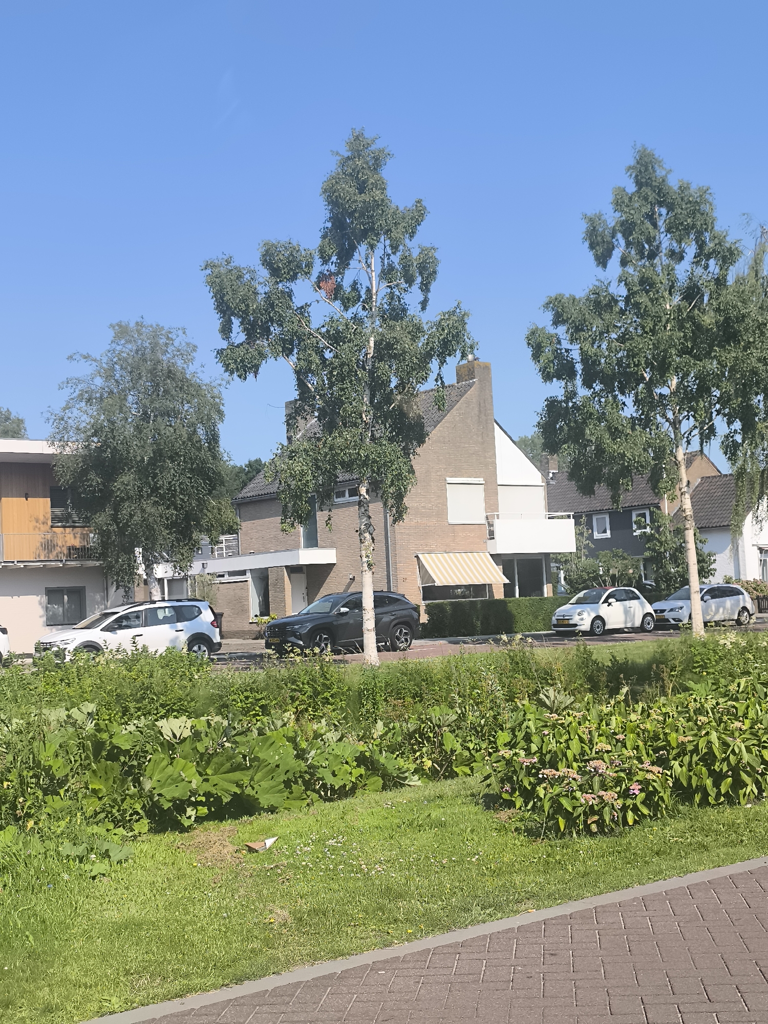 The image depicts a sun-drenched street scene in Aalsmeer, Netherlands. The foreground features a lush green lawn with vibrant bushes and some scattered white flowers. A brick pathway runs diagonally across the bottom right corner.
In the middle ground, a row of modern houses lines the street. The houses display a mix of architectural styles, with some featuring brick facades and others with lighter-colored exteriors and balconies. Trees with bright green foliage are interspersed among the buildings, providing shade.
Several cars are parked along the street or driving by. A white SUV is parked on the left, followed by a dark-colored car and a small white hatchback. Another white car is visible further down the street. A striped awning shades a window on one of the houses.
The sky is a clear, vibrant blue, indicating a sunny day. The light suggests it is daytime, likely late morning or early afternoon. The overall impression is one of a peaceful residential neighborhood bathed in bright sunlight. No people are visible in the frame. There is a small amount of debris on the grass in the foreground. A small license plate on the white hatchback has Dutch text and numbers.