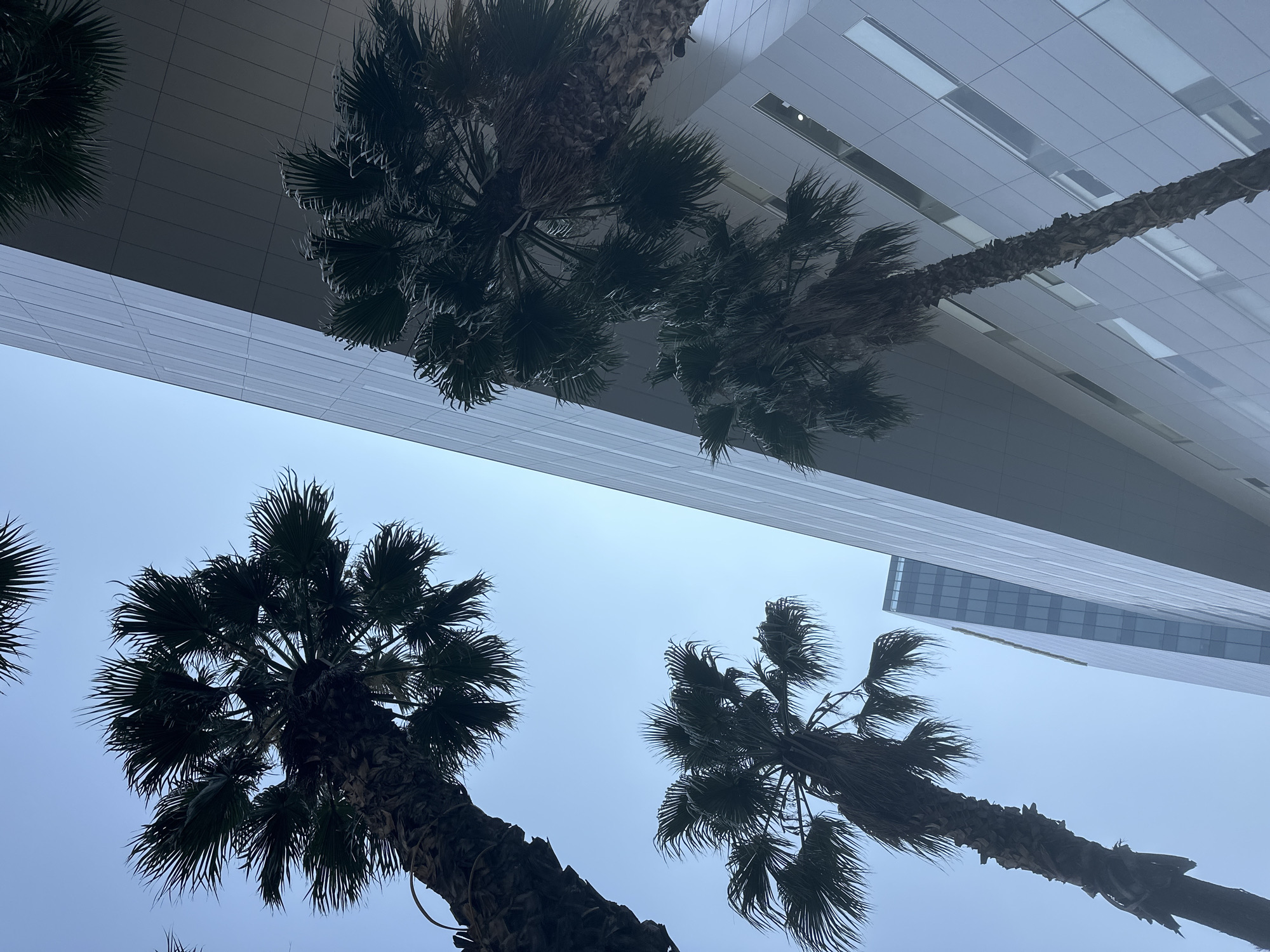 The image depicts a low-angle view of palm trees against a light blue sky, framed by modern buildings. The architecture features clean lines and a glass facade. The scene suggests an urban setting. It is not possible to determine the specific location in Puebla, Mexico, based solely on the image.