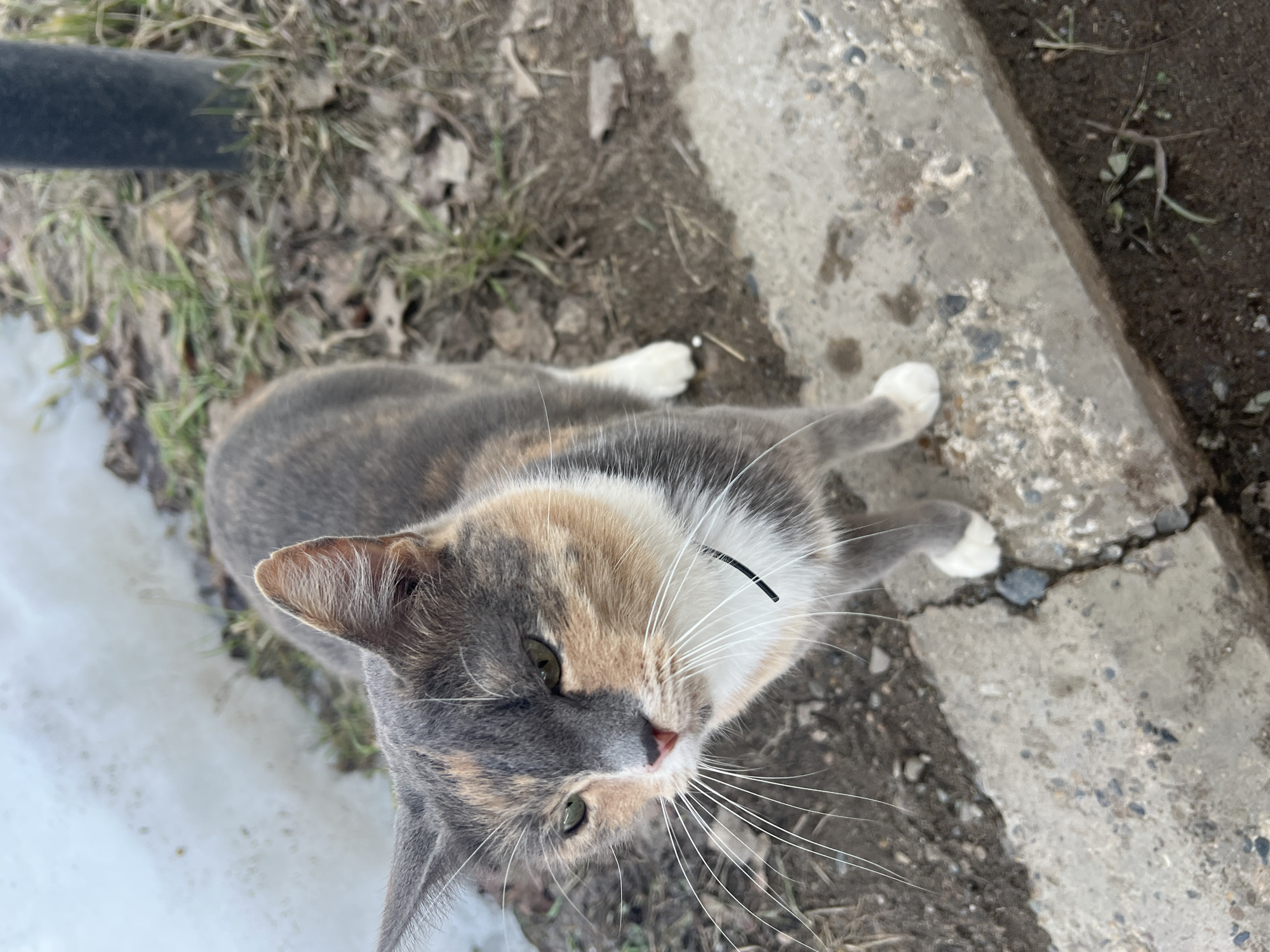 The image shows a cat standing outdoors. The cat is a calico, with gray, orange, and white fur. It has green eyes and long white whiskers. The cat is standing on a concrete surface next to dirt and some sparse vegetation. There appears to be a patch of snow in the background. The location, Noviy, Russia, is not verifiable from the image alone.