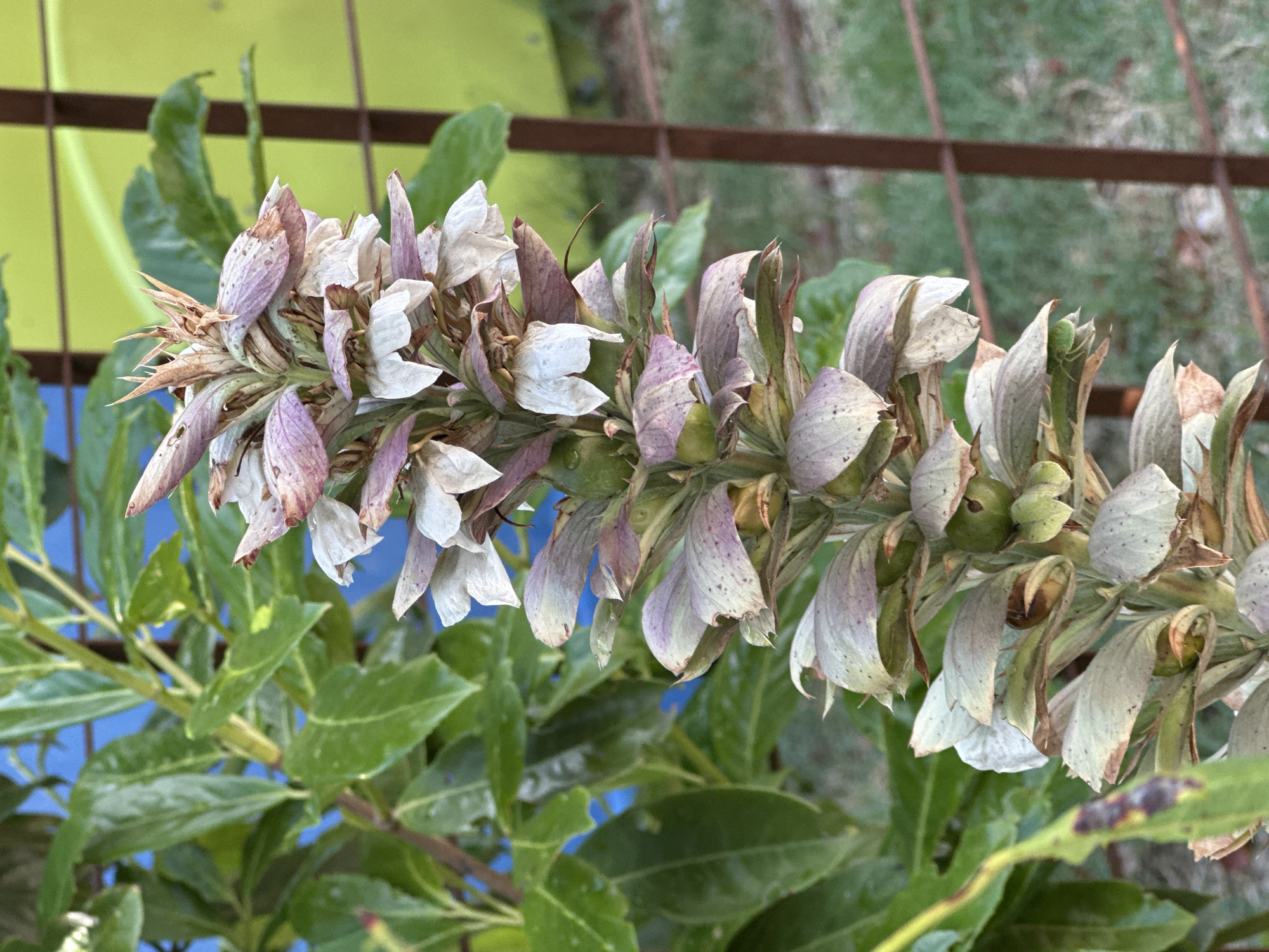 A close-up, vertical shot focuses on a single, tall, spiky flower stalk with numerous papery, pale purple and white bracts, some appearing wilted. The stalk is positioned slightly to the left of center. Behind the flower, lush green leaves are visible, with a blurred blue background and a section of a lime-green fence with dark brown metal bars. The environment suggests an outdoor setting, possibly a garden or park, in Trieste, Italy. The image lacks any human presence or activity.