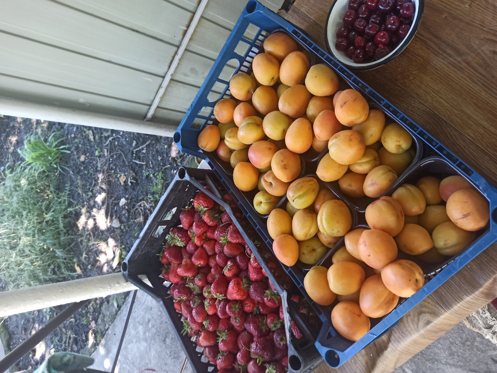 In Kryvyi Rih, Ukraine, an outdoor scene displays an assortment of fresh fruits. Two black plastic crates are filled with bright red strawberries. Adjacent to these, a blue plastic crate is packed with ripe apricots, their colors ranging from yellow to orange, with some showing hints of red blush. To the right of the apricots, a white bowl contains a generous serving of dark red cherries. The fruits are arranged on a wooden surface, likely a table. In the background, hints of vegetation and a fence suggest a garden or outdoor storage area.