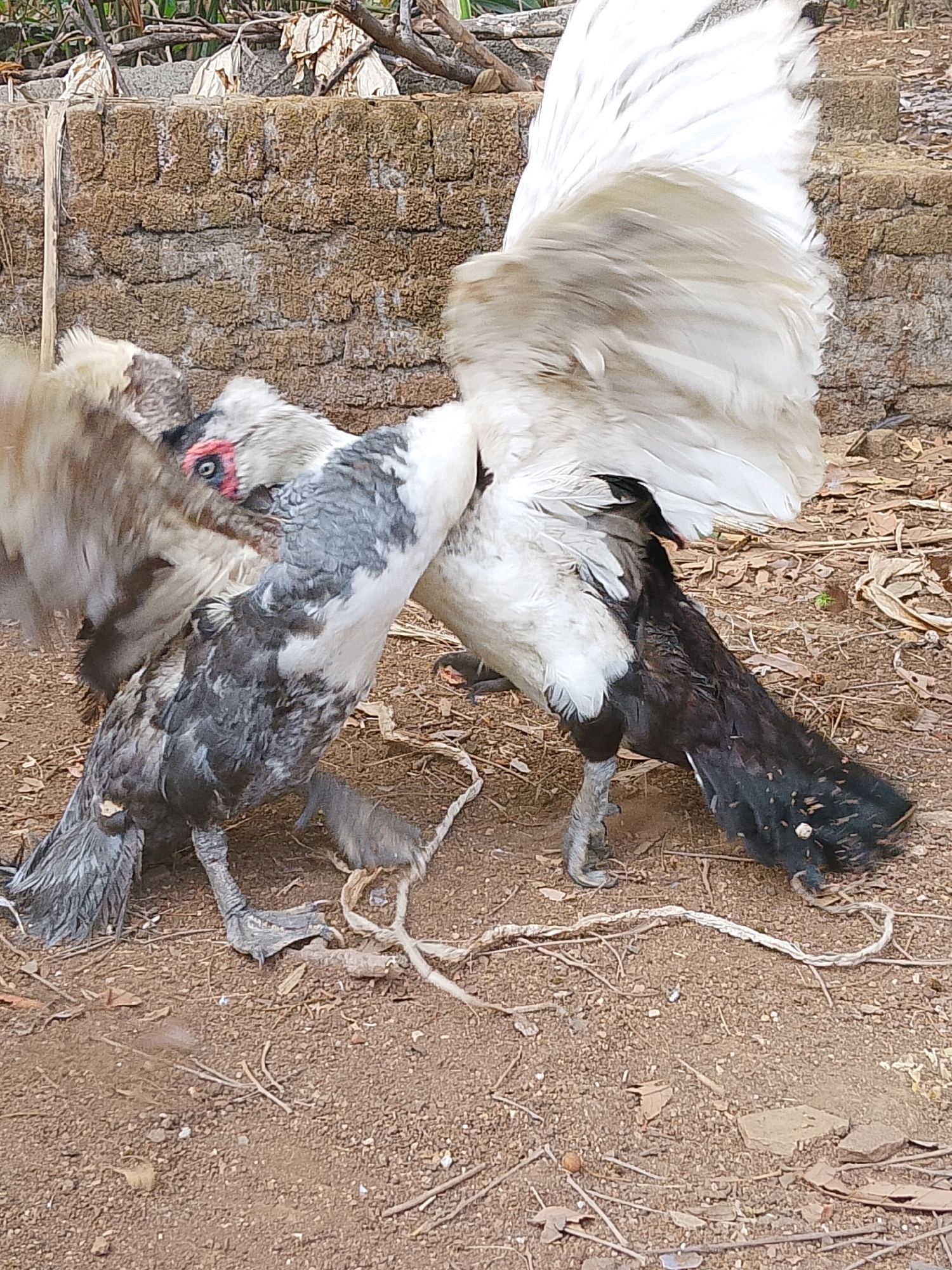 The image captures a close-up, eye-level view of two chickens engaged in an apparent conflict. The chicken on the left is predominantly grey and white, with a black feathered neck and striking red markings around its eye. Its wings are partially raised, and its head is angled down towards the other chicken. The chicken on the right is primarily white and black. Its large, white tail feathers are fanned out, obscuring much of its body. Both birds are standing on a reddish-brown, dirt-like ground, scattered with dried leaves and small twigs. A thin, light-colored rope is visible on the ground, intertwined around the legs of the chicken on the left. In the background, a textured, rough-hewn brick wall is partially visible, with dry vegetation and branches above it. The scene suggests an outdoor setting in an area with simple, possibly rural, construction. The overall impression is one of active, potentially aggressive, interaction between the two fowl.