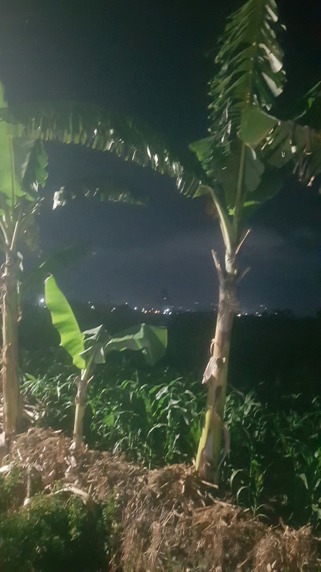 The image captures a nighttime scene with two banana trees in the foreground. The trees have large, green leaves and are planted in an area covered with mulch and dry vegetation. Behind the banana trees, a field of green crops, likely corn, is visible. In the distance, a city skyline with scattered lights suggests the location is near an urban area. The sky is dark, indicating nighttime. The overall scene suggests a rural or semi-rural setting within Bakalan, Indonesia.
