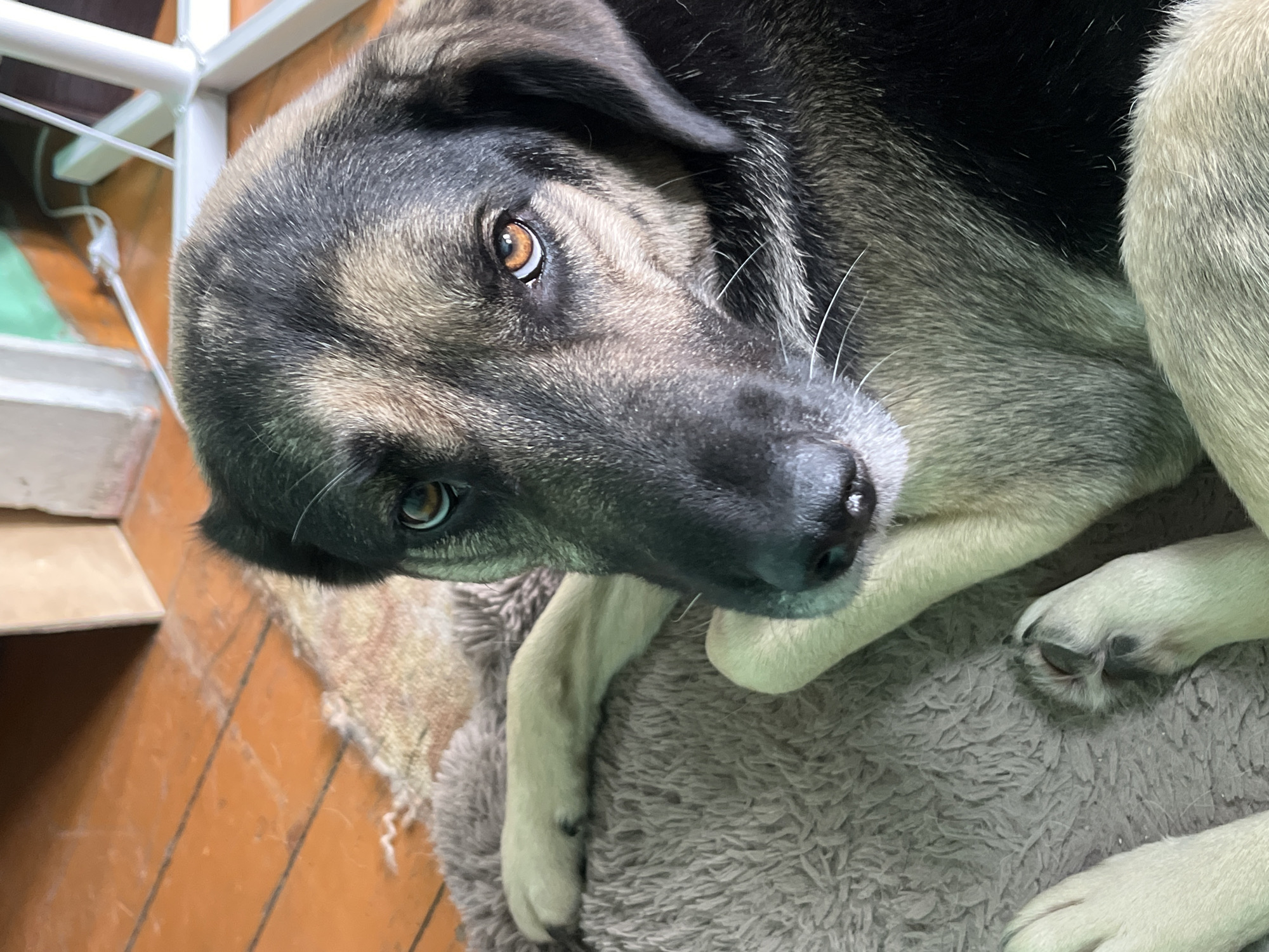 A close-up, high-angle shot shows the face and upper body of a medium-sized dog with tan and black fur. The dog is lying on a fluffy, brown pet bed. Its eyes are open and looking towards the camera. The background consists of a wooden floor and a portion of a wall with some electrical cords. The setting appears to be indoors. No specific location in Nizhny Tagil, Russia, can be identified from the image.