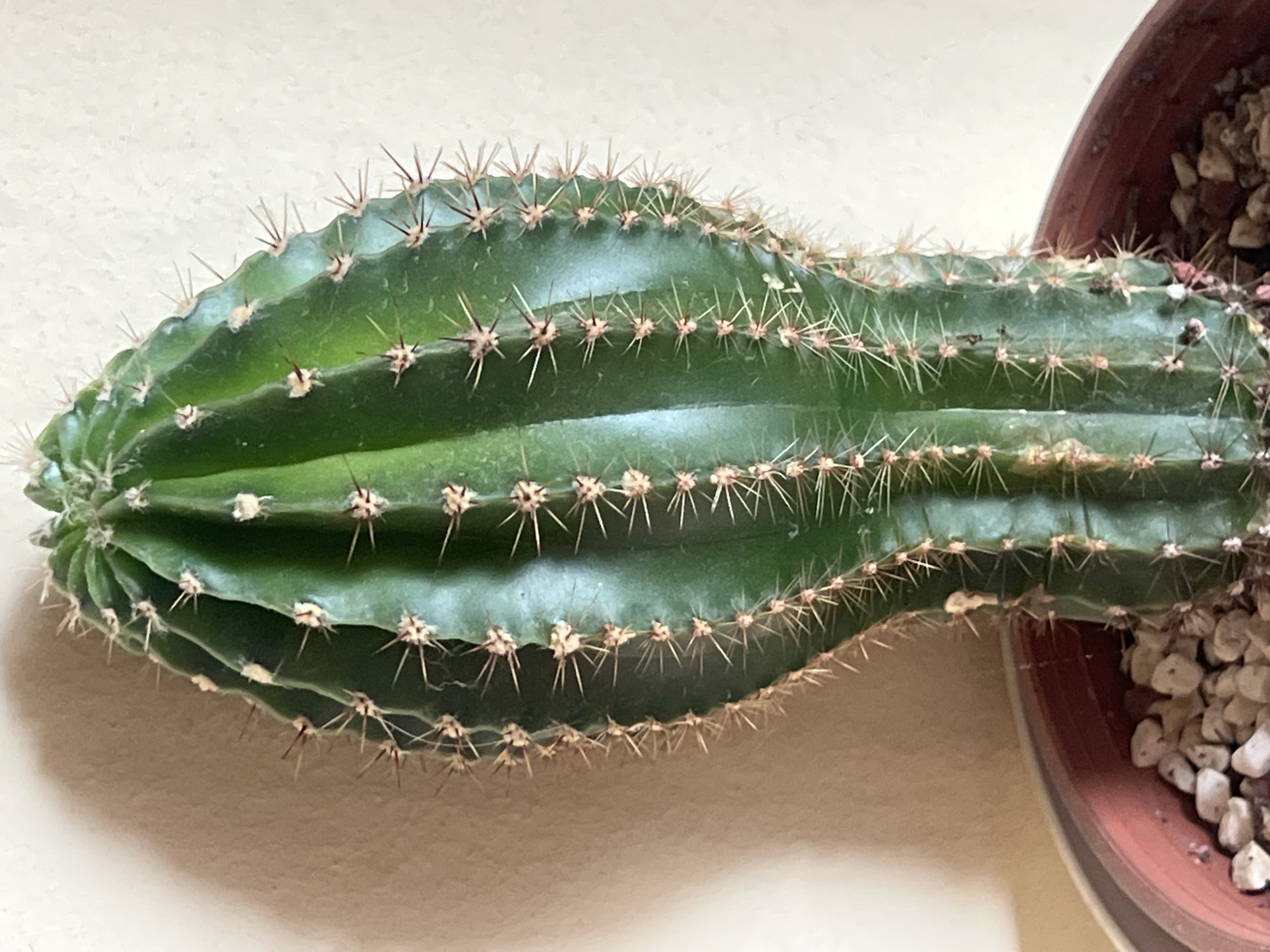 The image displays a close-up, vertical view of a solitary, columnar cactus, located indoors in Elena, Bulgaria. The cactus is a vibrant dark green, characterized by several pronounced vertical ribs. Along these ribs are regularly spaced areoles, from which clusters of sharp, pale brown spines protrude. The apex of the cactus is visible at the top center. It is planted in a round, reddish-brown plastic pot, a segment of which is visible at the bottom. The surface of the substrate within the pot is covered with small, irregularly shaped, light-colored stones or gravel. The background is a plain, uniformly textured, light beige wall. A soft, diffuse shadow is cast on the wall behind the cactus, suggesting illumination from an unseen light source positioned to the viewer's right. No individuals, actions, or interactions are present within the scene.