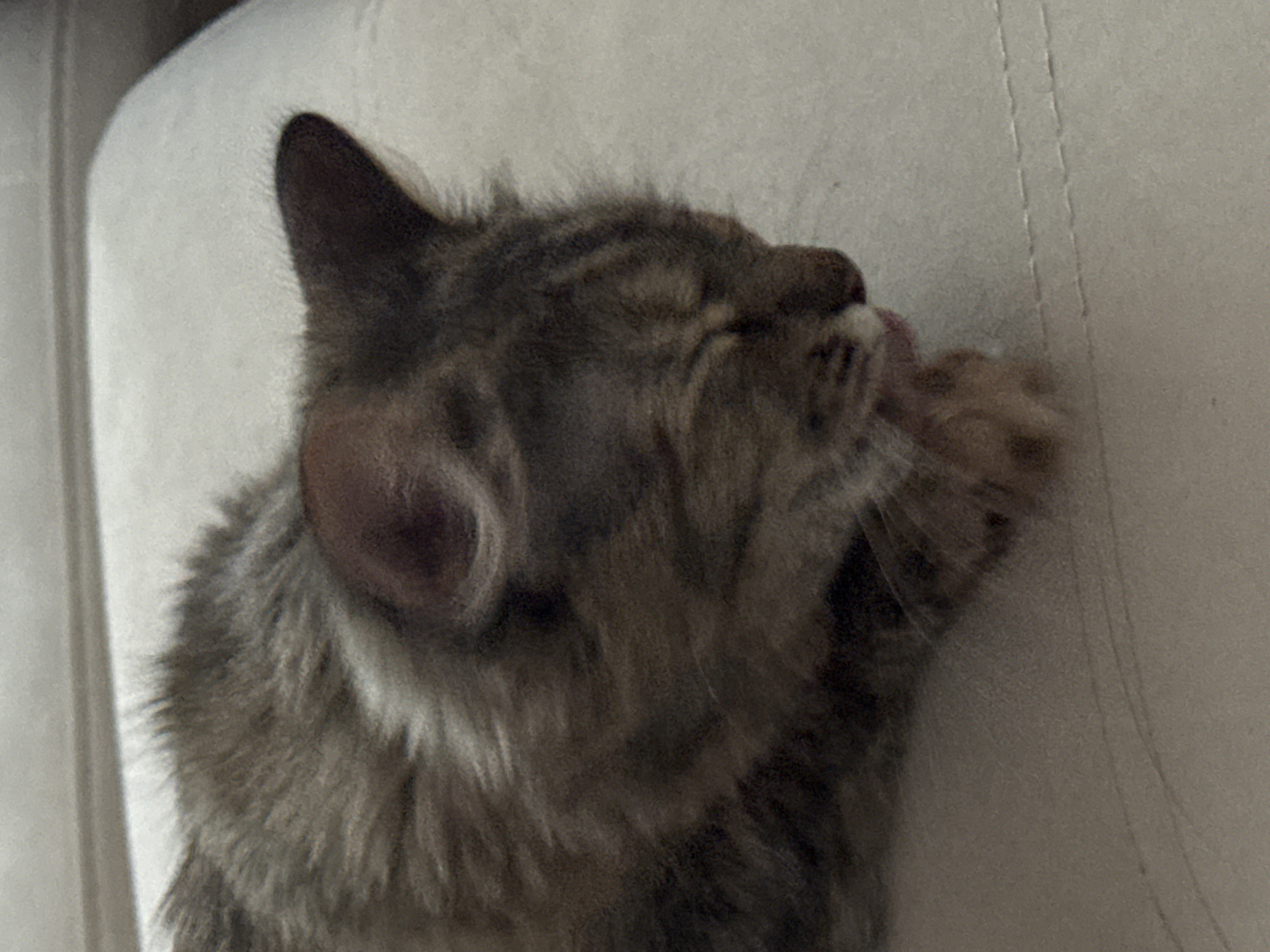 A fluffy grey cat is lying on a beige surface and grooming its paw. The cat's eyes are closed, and its tongue is visible. The background is blurred and appears to be indoors. There is no information in the image to indicate a location in Saratov, Russia.