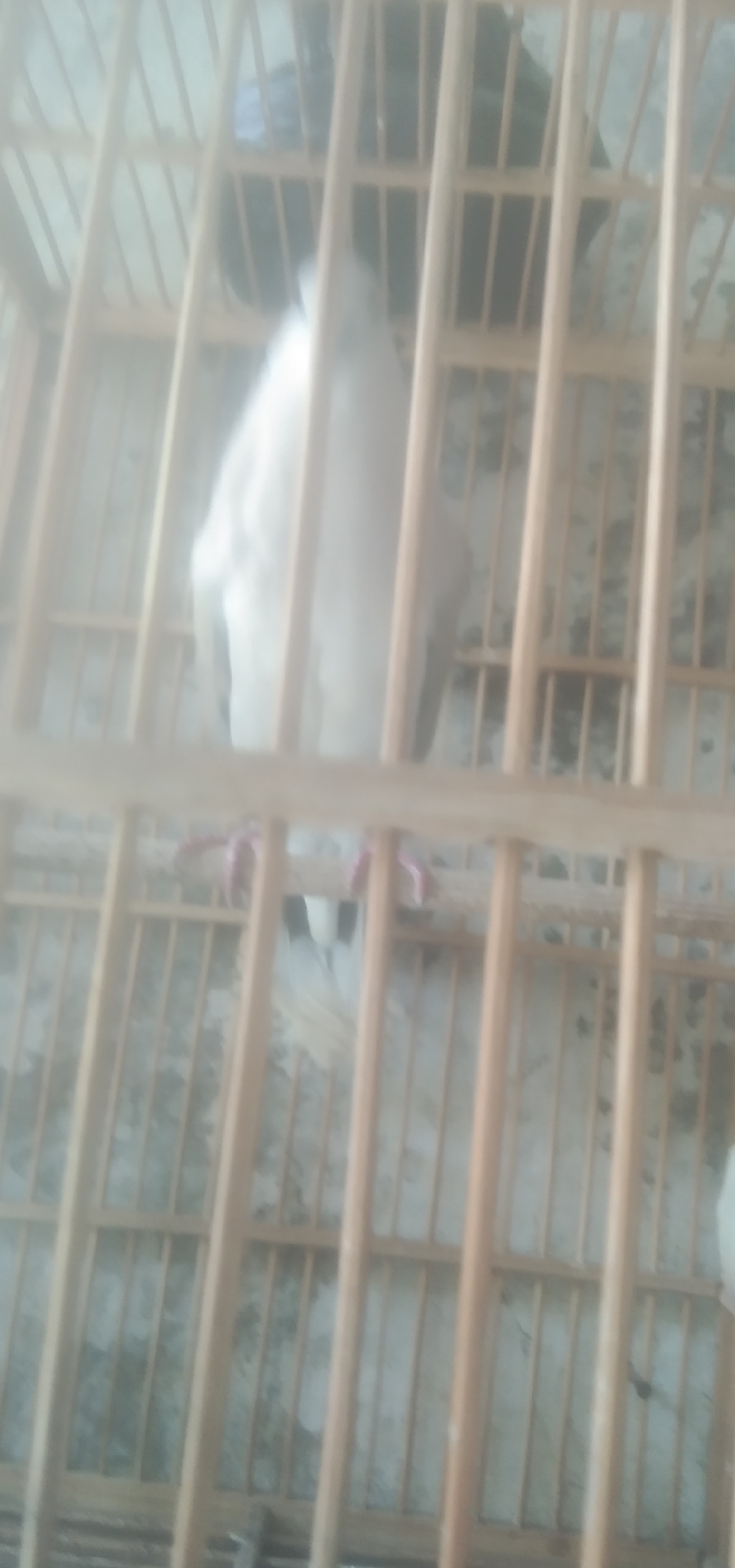 In Rahayu, Indonesia, a blurred image captures a white bird inside a wooden cage. The bird, mostly white, is perched on a horizontal wooden bar. Its legs are visible and appear pink. The cage bars are vertical and made of light-colored wood, creating a grid pattern. The background is indistinct, but appears to be a wall or surface with some texture. The overall image quality is poor, with significant blurriness.