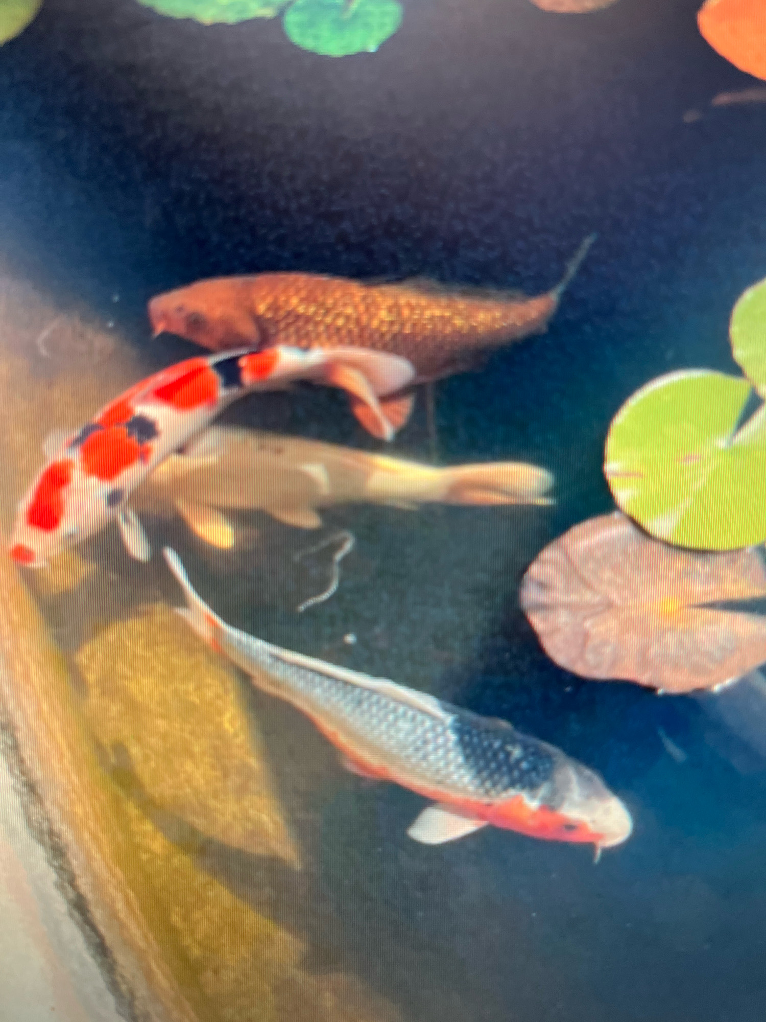 The image shows four koi fish swimming in a pond. Two of the fish are clearly visible: one with orange, white, and black markings, and another with orange and white markings. The other two fish are partially obscured or out of focus. The pond has lily pads floating on the surface. The overall environment appears to be an outdoor pond, possibly in a garden or park. The location is not specified in Sejahtera, Indonesia, as the image does not contain any geographical markers.