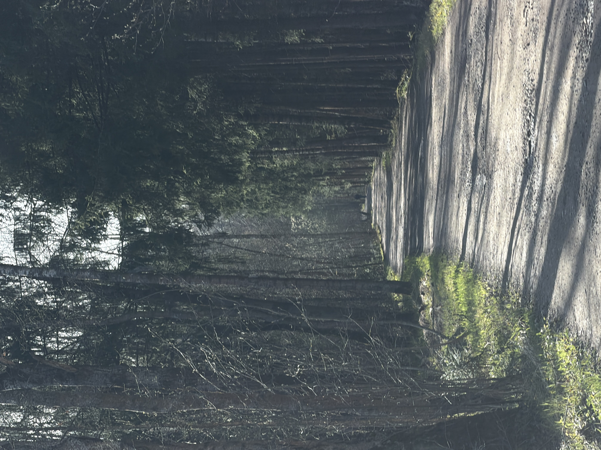 The image shows a dirt road through a dense forest. The road is located to the right and appears uneven and rutted. The forest consists of tall, thin trees that line both sides of the road, creating a sense of enclosure. Sunlight filters through the trees, casting shadows across the road and forest floor. The left side of the image is mostly dark due to the dense foliage. The location is not indicated in the photo, and I am unable to make a determination about the image location, even after considering the location of Babeevo, Russia. There are no people visible in the image.