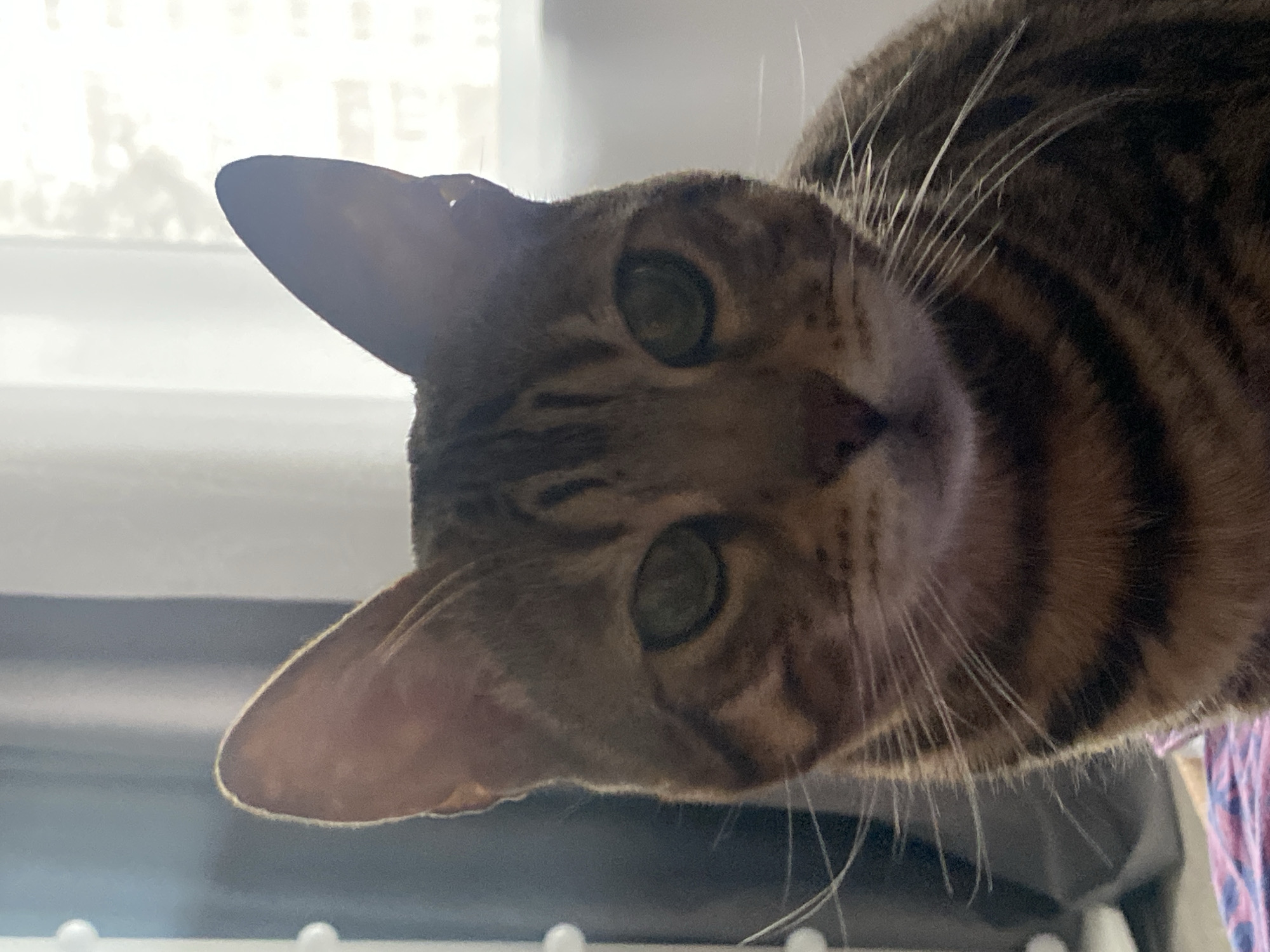 A close-up photograph depicts a cat with green eyes and striped fur. The cat is positioned in the upper portion of the frame, and its head is tilted to the right. Part of a window is visible on the upper left. The location in the city of Chaikovsky, Russia is not evident from the image.
