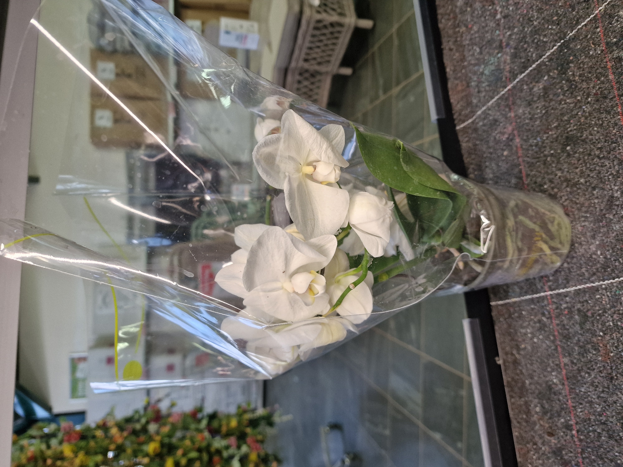 A close-up, low-angle, indoor shot depicts a potted white orchid wrapped in clear plastic. The orchid has multiple blooms and green leaves. The pot is transparent, revealing the roots within. The plant is positioned on a dark, textured surface. In the background, out of focus, is what appears to be a retail environment with shelves holding boxes, a decorative artificial Christmas tree with multi-colored lights, and a wicker-like outdoor furniture set. The scene is likely in a shop or garden center. No people are visible.