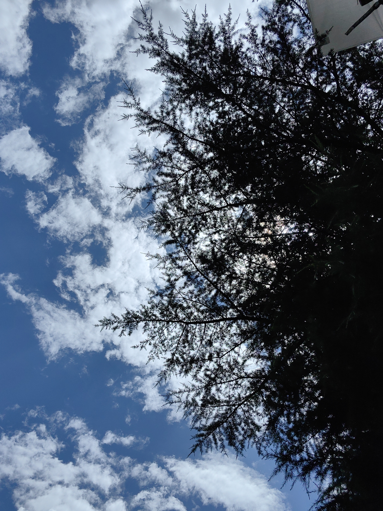 The image depicts a view looking upwards towards a bright blue sky filled with scattered white clouds. A dense silhouette of evergreen tree branches, possibly pine or cedar, fills the right side and upper portion of the frame. The branches are dark and appear prickly, with many fine needles. Sunlight filters through some of the gaps in the foliage, creating bright spots against the darker tree. There is a hint of a white rectangular object, possibly a banner or part of a structure, visible in the top right corner, against the sky. The scene is an outdoor natural environment.