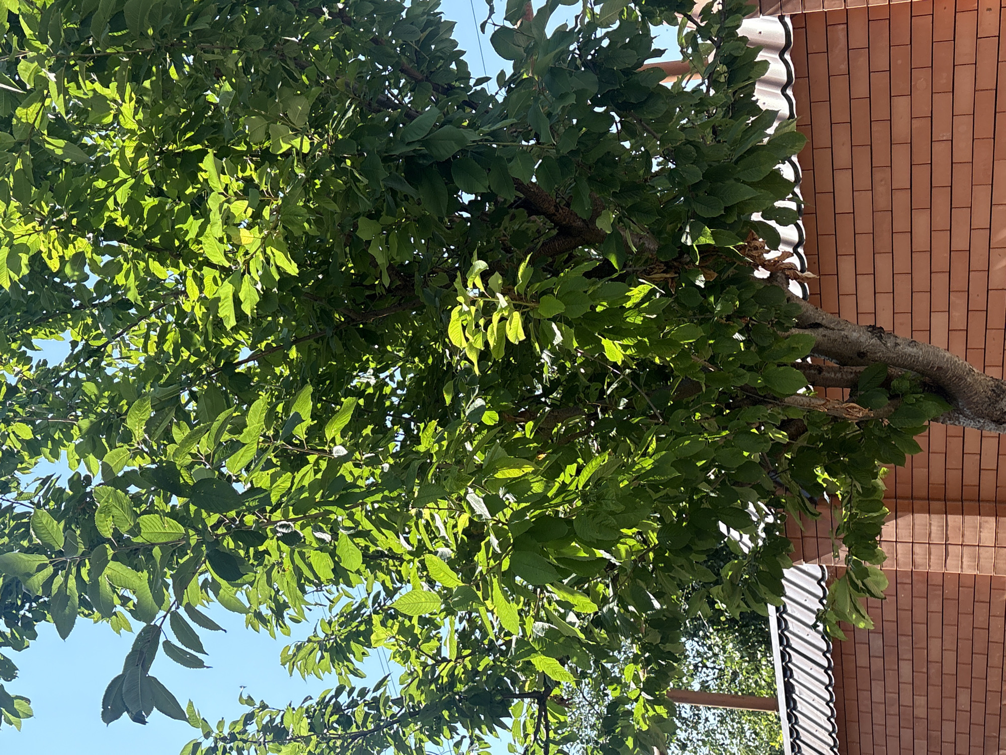 A large tree with green leaves stands in front of a brick wall in Georgiyevsk, Russia. The tree is in full foliage, with sunlight filtering through its leaves. The brick wall is made of red bricks and has a tiled roof on top. The sky is clear and blue. The scene appears to be a residential area or a park.