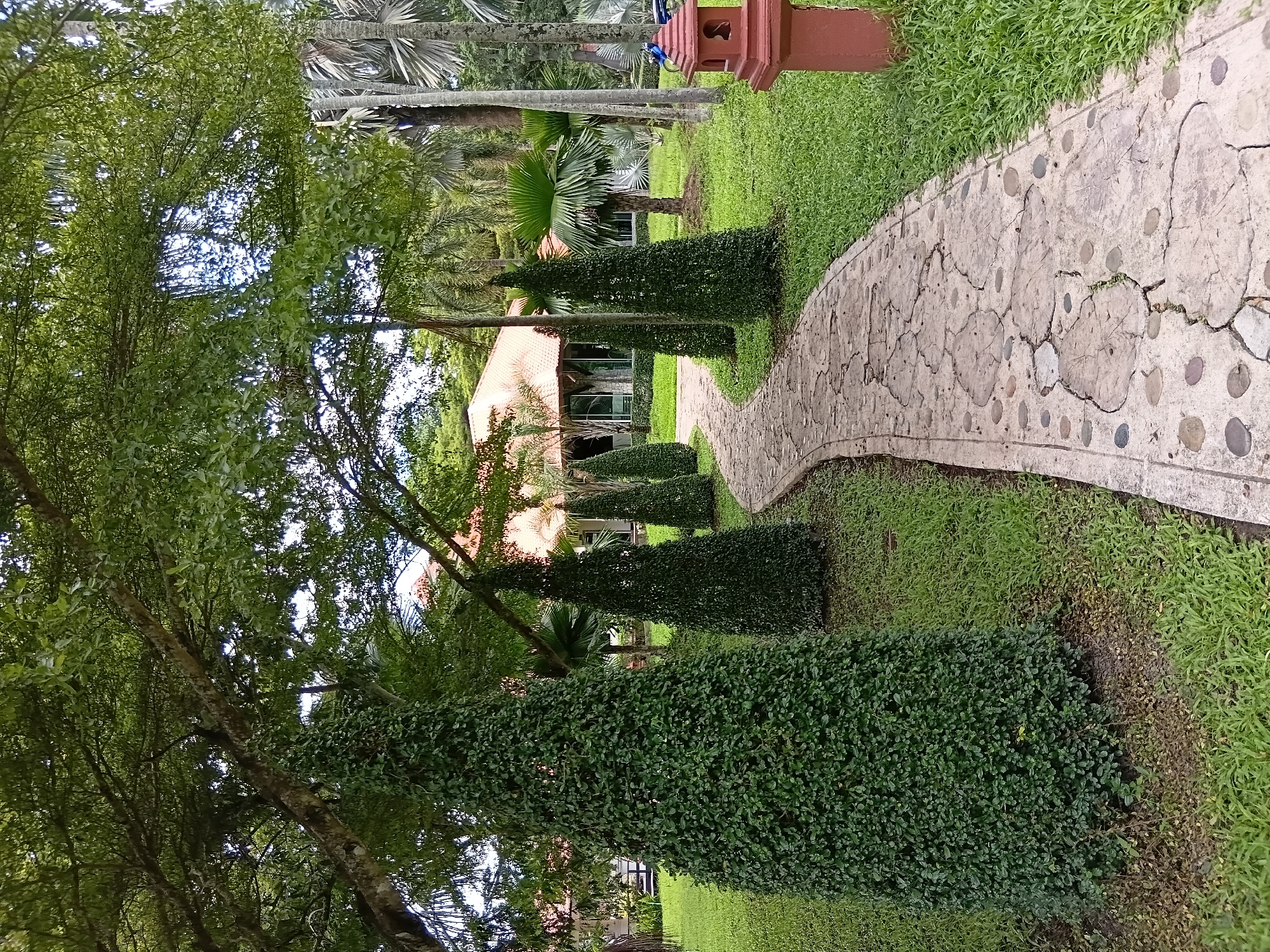 A stone pathway curves through a lush garden. Tall, cone-shaped topiaries line the left side of the path, while palm trees and other greenery are visible in the background. A building with an orange tiled roof is situated beyond the garden. A red decorative lantern sits to the right of the pathway. The scene appears to be an outdoor area in a city like Ban Phaya Kot Ana Kaeo, Thailand, suggesting it could be part of a park, resort, or private residence. The overall atmosphere is tranquil and natural, with a focus on landscaping and garden design. There are no people or animals visible in the image.