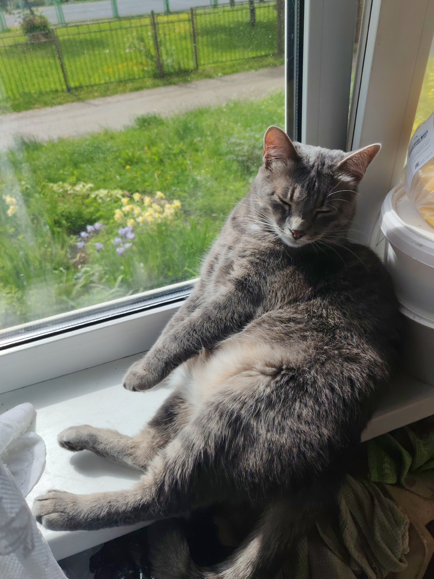 A gray tabby cat is sleeping on a white window sill. The cat is positioned facing slightly to the left, with its paws extended onto the sill. The cat has its eyes closed and appears relaxed. The background shows a window with a view of a green yard with some yellow flowers, and a fence. There is a white container visible to the right of the cat, on the sill. The location is in the city of Unknown, Unknown.