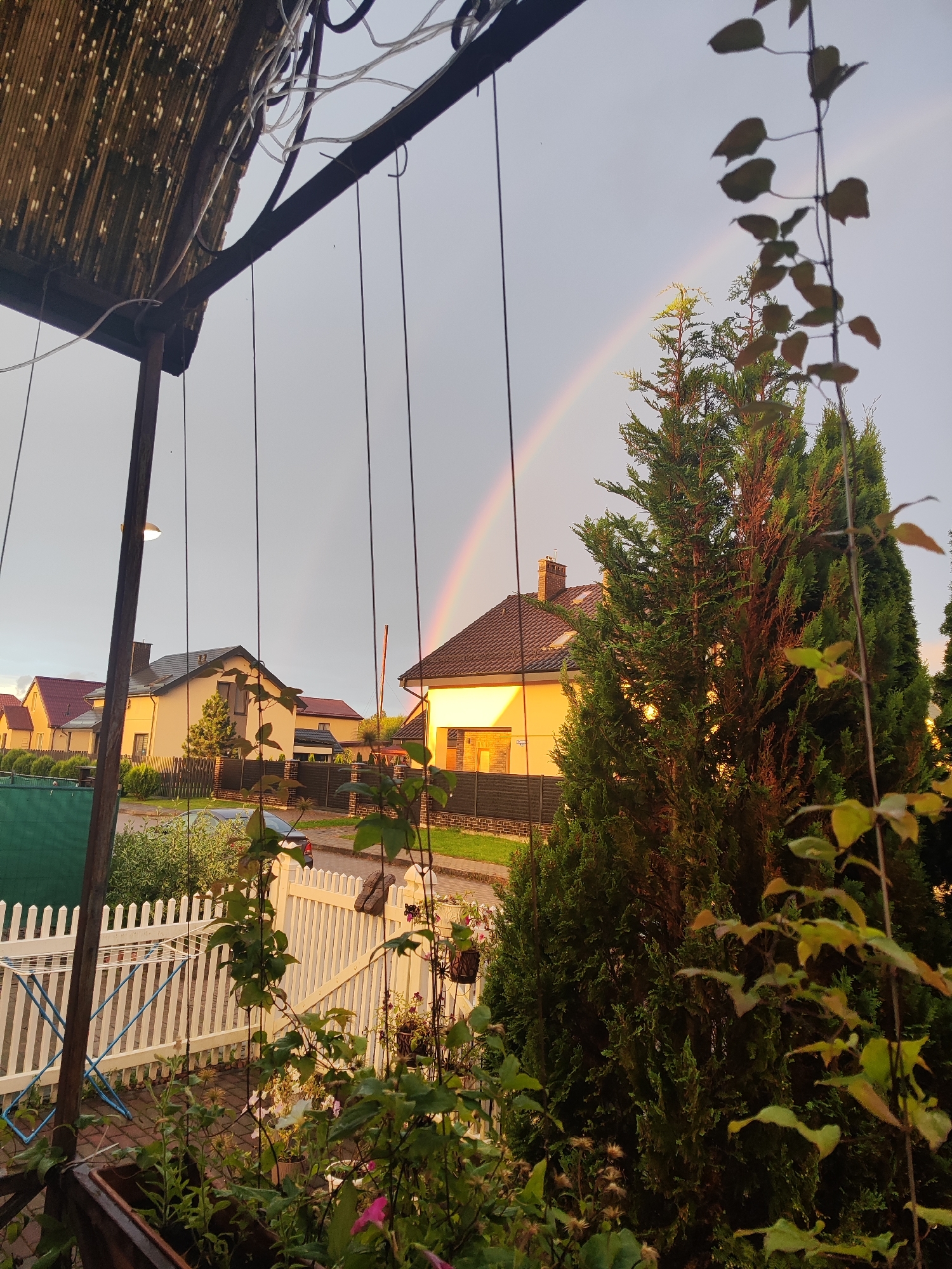 A suburban scene is depicted in Gvardeysk, Russia, featuring a street with houses, a rainbow in the sky, and lush vegetation. The view is from a porch or balcony, with foreground elements including potted plants and a white picket fence. A large evergreen tree dominates the right side of the frame, partially obscuring a bright rainbow arching across the overcast sky. The houses in the background are modern with tiled roofs, illuminated by the warm glow of sunlight. A clothes drying rack stands near the fence, and a car is parked on the street. The overall atmosphere suggests a post-rain evening.