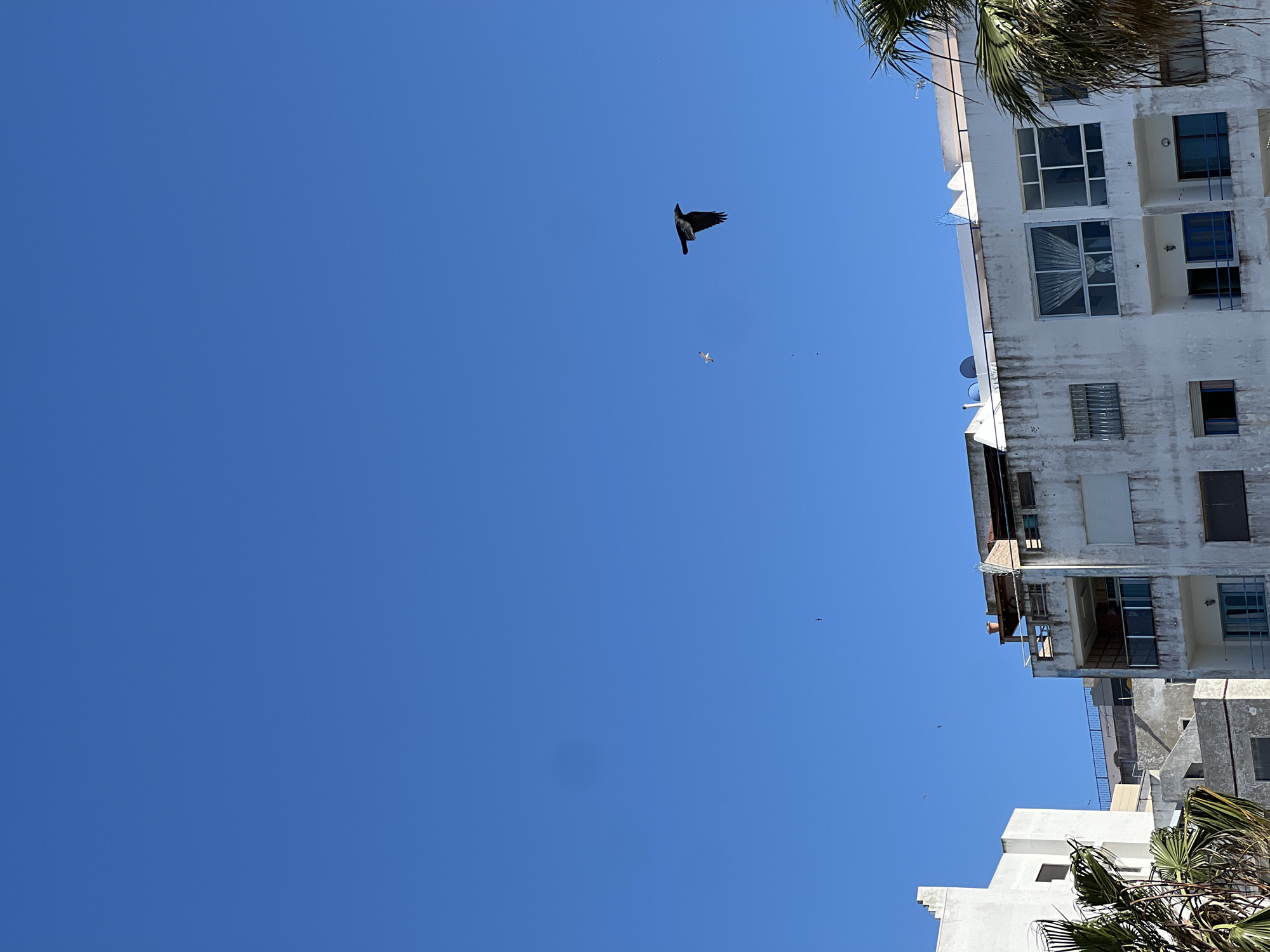 The image depicts a bright blue sky in M'Diq ⵎⴹⵢⴰⵇ المضيق, Morocco. A large black bird is flying prominently in the center, with a smaller white bird slightly below and to the right. A multi-story white building is visible to the right, displaying balconies and windows. Palm tree fronds are present at the top right and lower right corners of the frame. Several small, indistinct objects are also scattered in the sky. The perspective suggests the photo was taken looking upward.