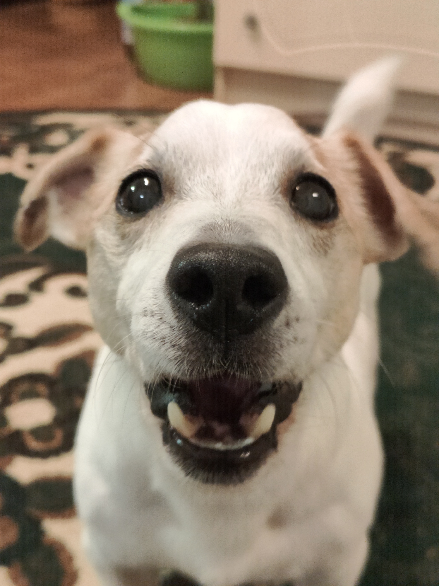 A close-up, eye-level, frontal shot focuses on the face of a white and tan dog. The dog's black nose is prominent in the center, with its mouth open, revealing teeth and a pink tongue. Its dark eyes are wide open and looking directly at the camera, with a slight reflection visible in the left eye. The dog's ears are floppy and light brown on the outer edges, and its fur is white with tan markings around the ears and on its head. The background is blurred, showing a patterned rug in shades of beige and brown, a dark green surface, and a hint of a green object in the upper left corner. The setting appears to be indoors, likely in a residential environment. There is no indication of the city of Kryvyi Rih, Ukraine.