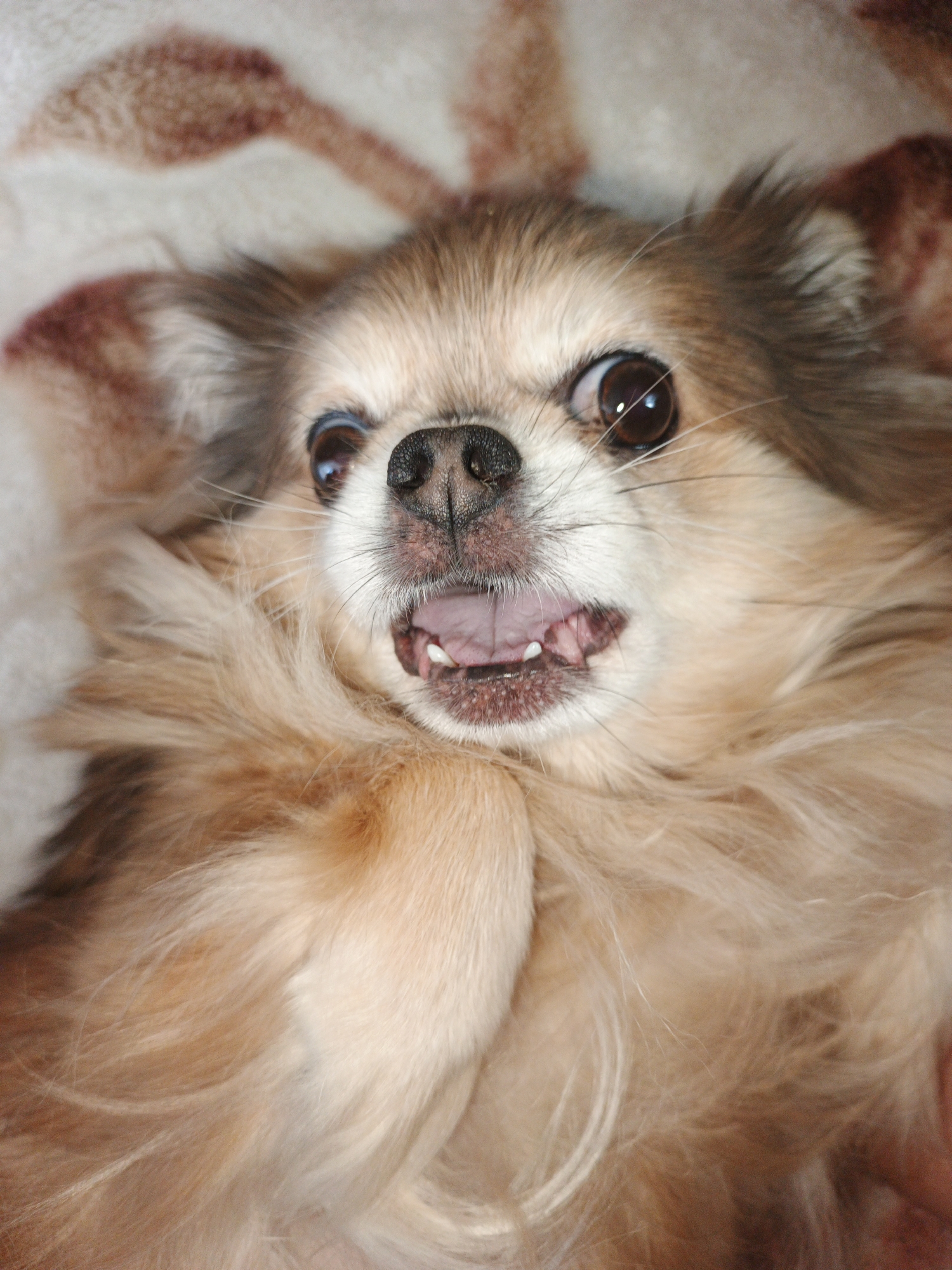 This is a close-up, top-down shot of a long-haired chihuahua lying on its back. The dog's fur is predominantly light brown and tan, with darker brown markings on its ears and head. Its eyes are wide open and dark brown, with visible reflections of light. The dog's mouth is open, revealing its tongue and a few small teeth. Its snout is black. The background appears to be a textured blanket with a reddish-brown pattern. The overall impression is of a playful or excited dog. The image does not contain information about the city of Medvedyovka, Russia.