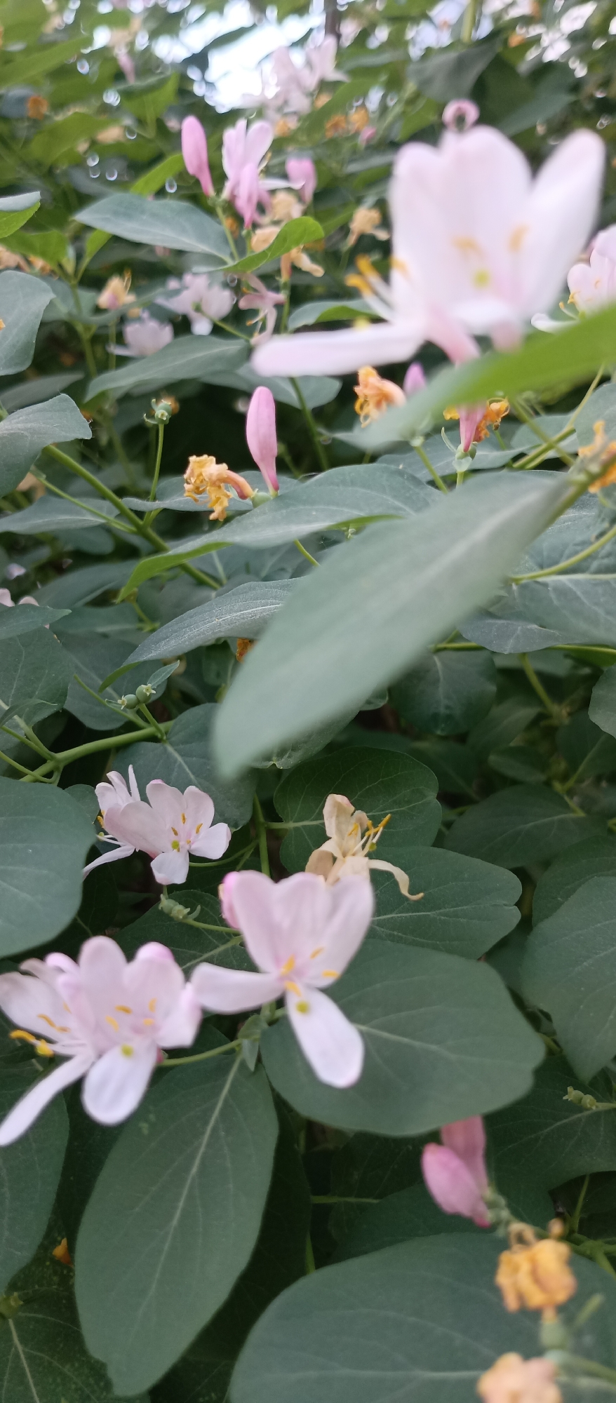 The image shows a close-up view of a honeysuckle bush in full bloom. The honeysuckle flowers are light pink and white, with prominent yellow stamens. The leaves of the bush are dark green and oval-shaped. Some of the flowers are in full bloom, while others are still in bud. There are also some flowers that have wilted and turned brown. The overall impression is one of lushness and natural beauty. The location is Unknown, Unknown.