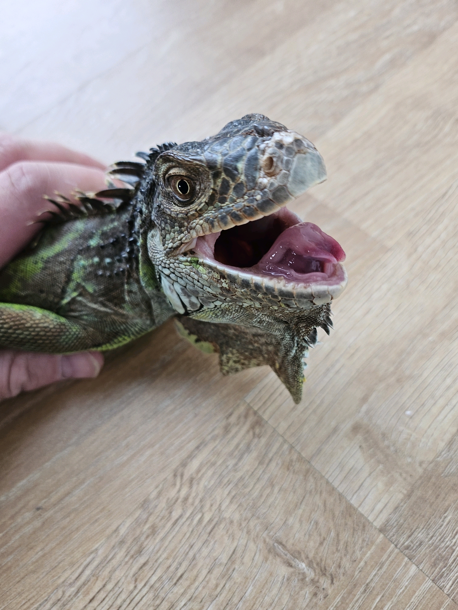 The image shows a close-up, eye-level view of a green iguana with its mouth open, revealing its pink tongue and the inside of its mouth. The iguana is being held by a person's hand, visible on the left side of the frame. The iguana's scales are detailed, with shades of green and grey. The background consists of a light-colored wooden floor. There is no discernible location in Vilnius, Lithuania.