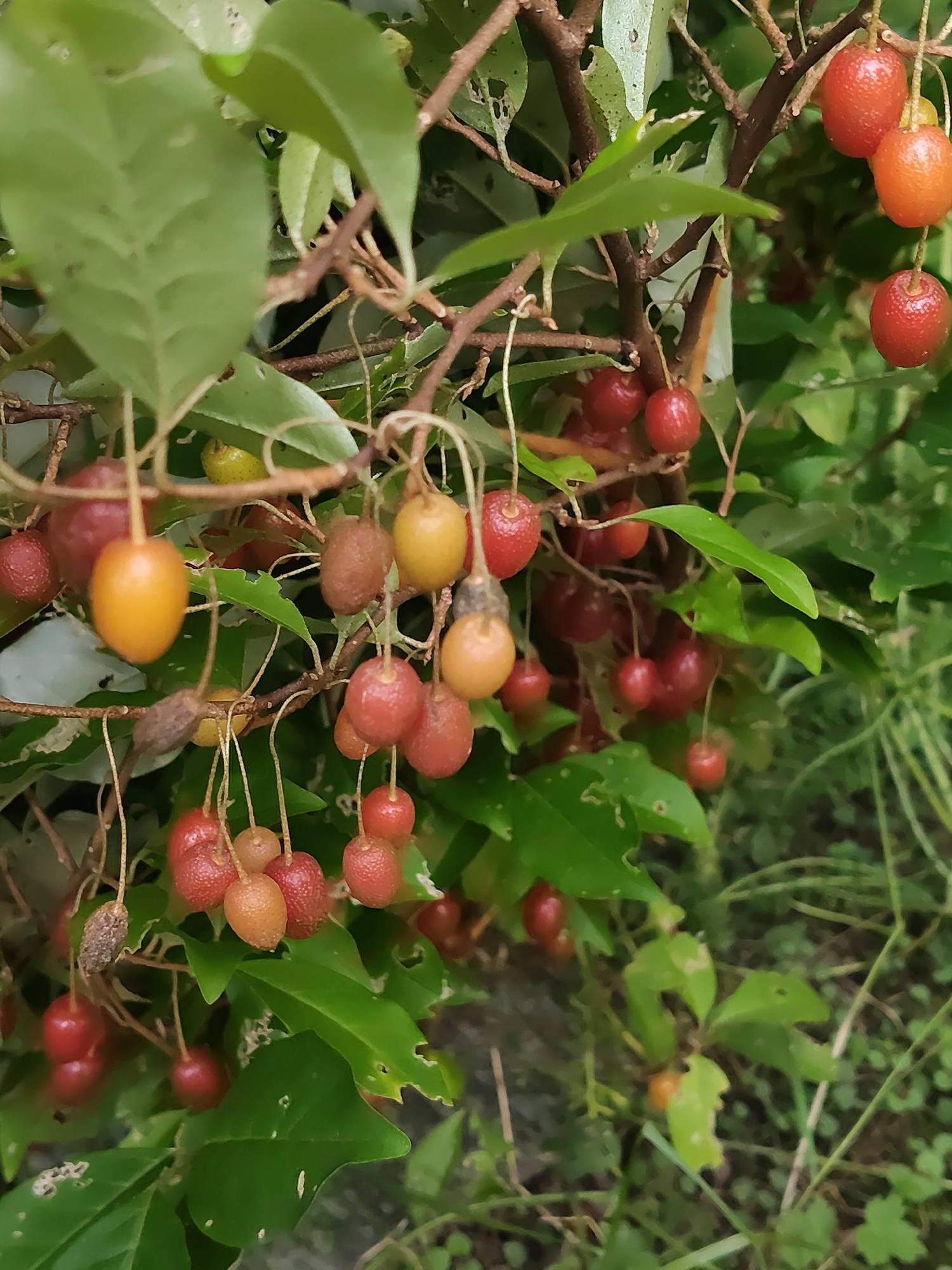 The image shows a close-up of a plant with numerous small, oval-shaped fruits, predominantly red and orange, with some yellow fruits visible as well. The fruits are clustered on thin stems, which are attached to branches of the plant. Green leaves, some appearing slightly damaged, surround the fruits. The background consists of more greenery, suggesting an outdoor, natural environment. There are no people, structures, or urban elements visible. The scene is consistent with a plant bearing fruit in a garden or natural setting. No specific location in Венюково, Russia can be determined from the image itself.