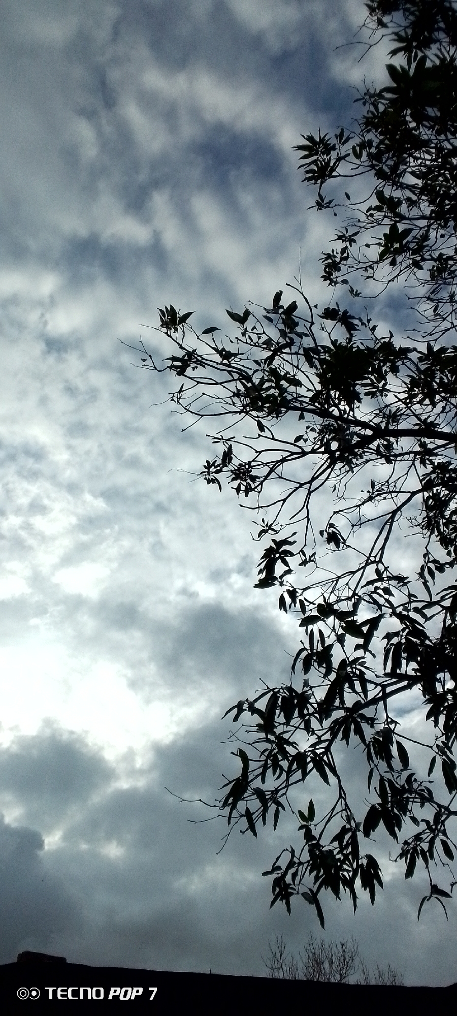 A silhouette of tree branches with dark leaves is visible against a cloudy sky. The branches extend from the right side of the frame, creating a stark contrast with the lighter sky. The clouds are a mix of white and gray, suggesting an overcast or moody atmosphere. In the lower portion of the image, a dark, indistinct silhouette of what appears to be a rooftop or elevated structure is present, with the text "TECNO POP 7" and a circular logo emblazoned in the bottom left corner. The scene is devoid of any people or discernible activity, presenting a still, naturalistic view. The image was captured in Altagracia, Venezuela.