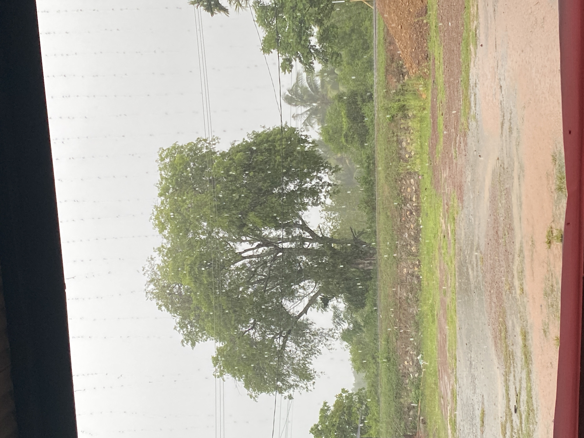 This image depicts a rainy day scene viewed from an elevated, covered vantage point, possibly a balcony or overhang. The foreground is dominated by a dark, reddish-brown horizontal surface, likely a railing or edge of the viewpoint. Beyond this, a wet, muddy ground with puddles and patches of sparse green grass is visible. Further back, a raised grassy embankment is lined with stones, suggesting a retaining wall or terraced landscape. A large, leafy green tree stands prominently in the mid-ground, its branches laden with foliage and appearing wet from the rainfall. Several utility wires are strung across the scene, intersecting with the tree. Behind the main tree, a dense green forest with palm trees is evident, indicating a tropical or subtropical environment. The sky is overcast and appears white or light gray, with visible streaks of falling rain. The overall atmosphere is that of a wet, overcast day in a lush, green outdoor setting. While the general location is described as Aneuk Paya, Indonesia, there are no specific identifying landmarks or human activity depicted in the image.