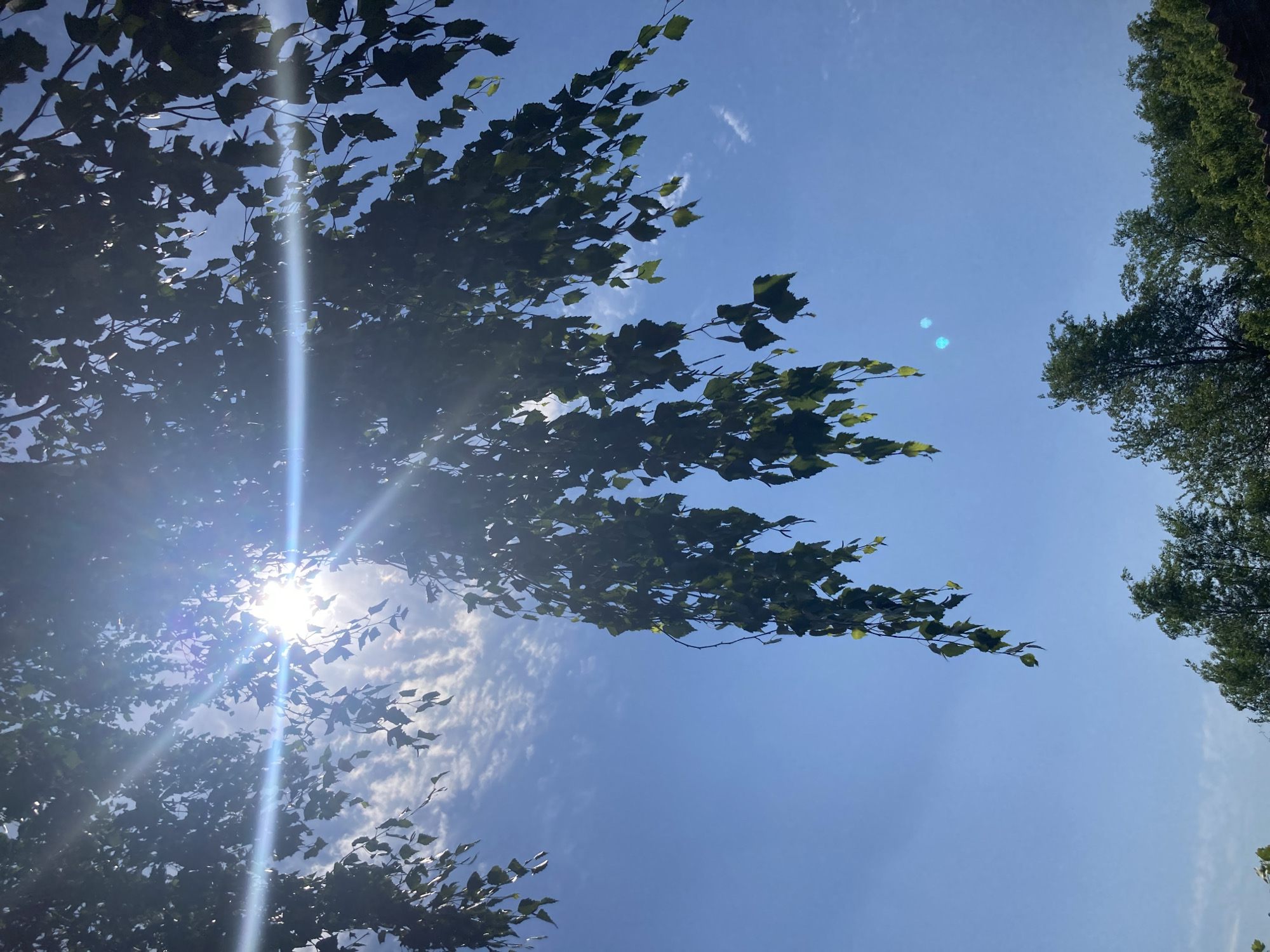 The image shows a bright sunny day with the sun shining through the leaves of a tree. The sky is a clear blue with some wispy white clouds. In the foreground, we see branches of a tree with green leaves hanging down. The sun's rays create a lens flare across the image. In the background, the tops of other trees and some greenery are visible. The scene depicts an outdoor environment on a clear day.