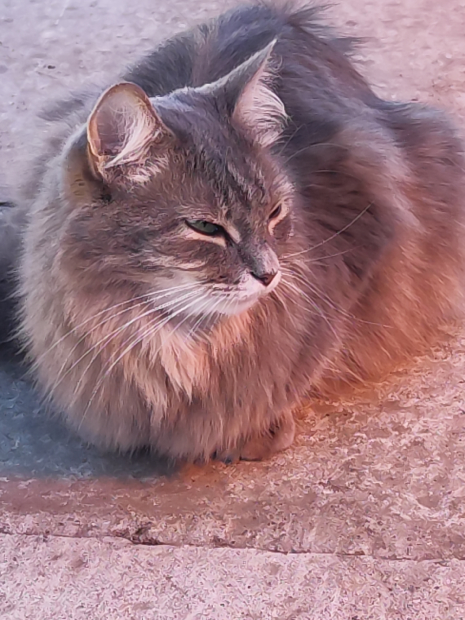 A medium, close-up shot captures a gray tabby cat in a loaf position on what appears to be a concrete or paved surface. The cat has long, fluffy fur, with a mix of gray and lighter, almost white, highlights. Its eyes are partially closed, giving it a relaxed or sleepy expression. The cat has prominent whiskers and ear tufts. The background is out of focus, but the surface the cat is sitting on is textured. There is no explicit information about the city of Chaikovsky, Russia in the image. There are no other people, subjects, objects, actions, or interactions visible in the image.