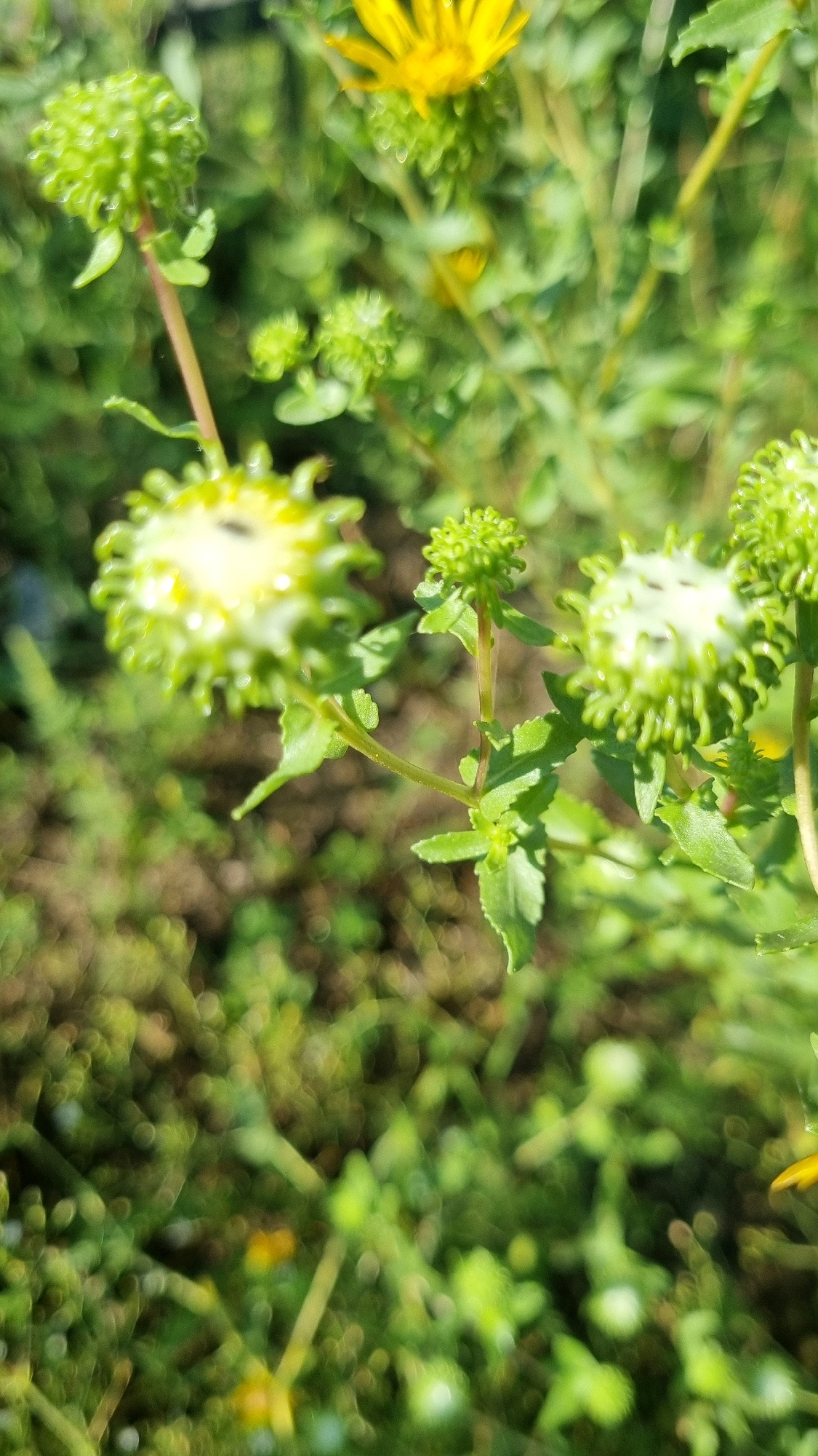 The image is a close-up, vertical shot of a patch of greenery with several small, round, spiky green buds and one partially open yellow flower. The background is blurred, showing more greenery and hints of the ground. The scene appears to be outdoors, possibly in a garden or natural setting. There are no people or animals visible in the image. The focus is on the plant life, with a shallow depth of field that blurs the background. The lighting suggests it is daytime, with natural light illuminating the subjects. The overall impression is one of fresh, natural growth. The image does not contain any elements that would allow for a specific location within Horodyshche, Ukraine to be identified.