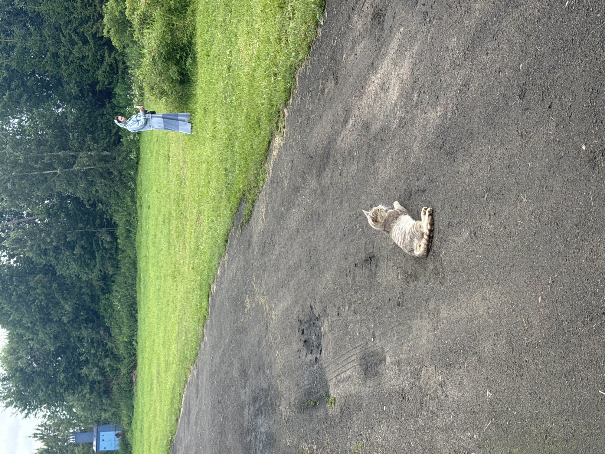 A tabby cat is lying on a dark asphalt path in what appears to be a rural setting near the city of Rassvet, Russia. The cat is positioned in the foreground, facing left, with its tail curled around its body. The path has tire tracks and some debris on it. In the middle ground, a woman wearing a blue headscarf and a matching blue dress is standing in a grassy field, looking at her phone. Behind the woman and the field are dense green trees. To the far left of the image, a small blue building with a pointed roof is visible, partially obscured by trees. The sky is overcast.