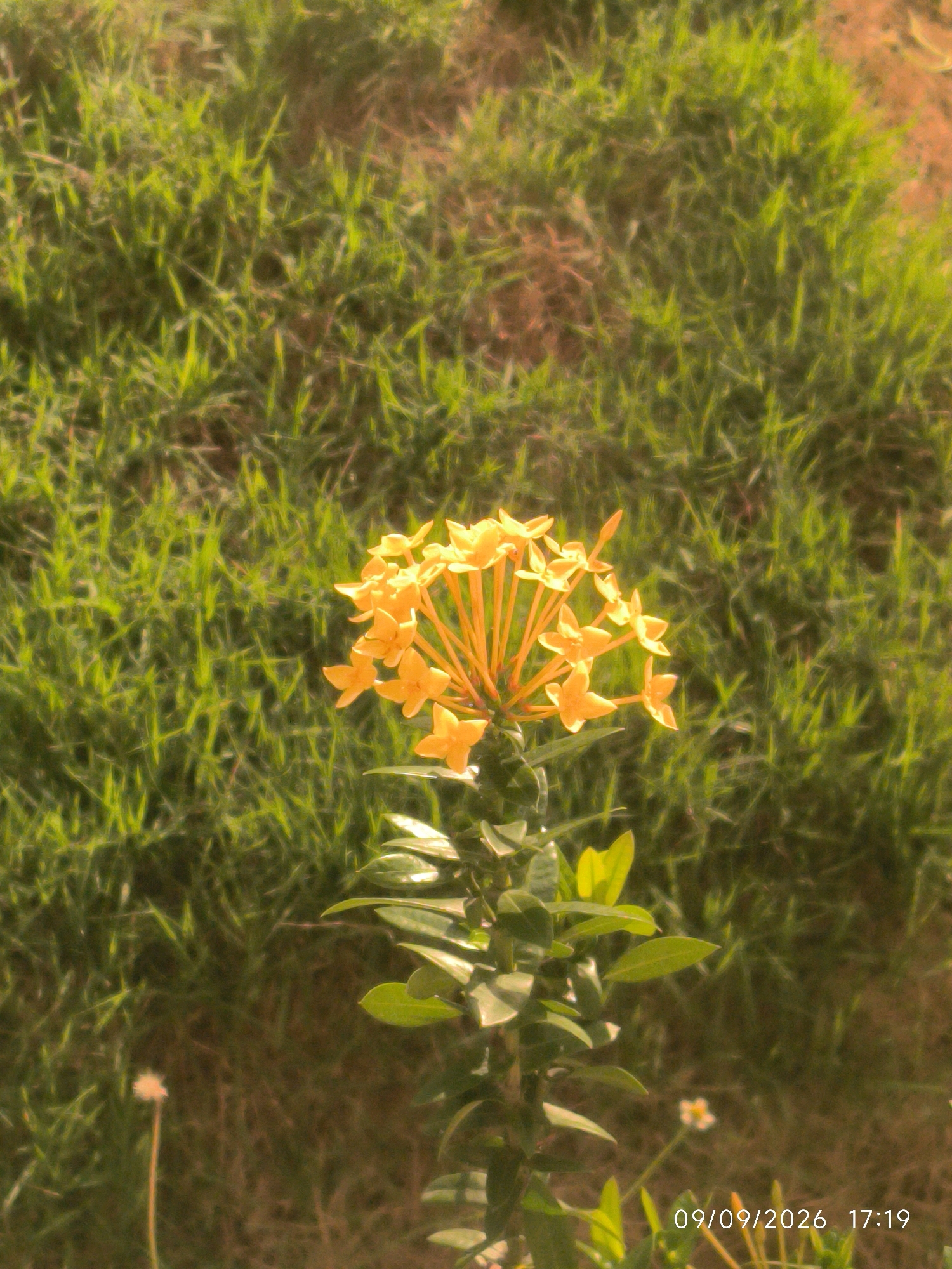 A close-up, high-angle shot features a cluster of bright yellow flowers in the foreground, with their petals slightly unfurled. These flowers are part of a plant with dark green leaves, emerging from a stem that extends downwards. The background is dominated by a dense field of lush green grass, suggesting an outdoor setting, possibly a park or garden. The lighting indicates it is daytime, with soft shadows suggesting a gentle sunlight. The lower right corner displays a timestamp: "09/09/2026 17:19". The image was captured in Lhokseumawe, Indonesia.