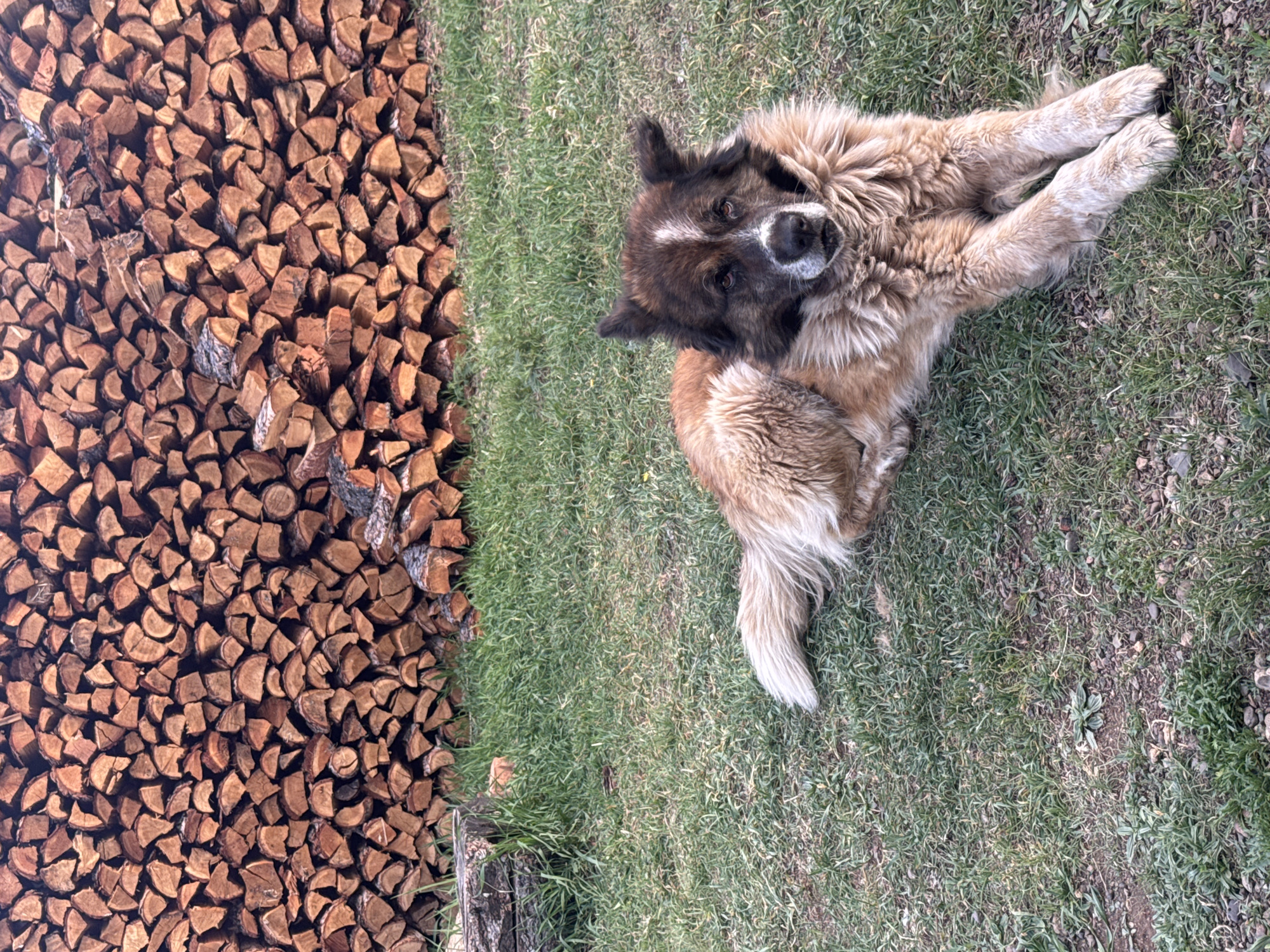 A medium-sized, fluffy dog with brown and dark brown fur is lying on its back on a lawn next to a large stack of firewood. The dog is looking directly at the camera with its paws crossed. The firewood is densely packed. The scene appears to be outdoors, likely in a rural area near a house. There are patches of dry grass visible.