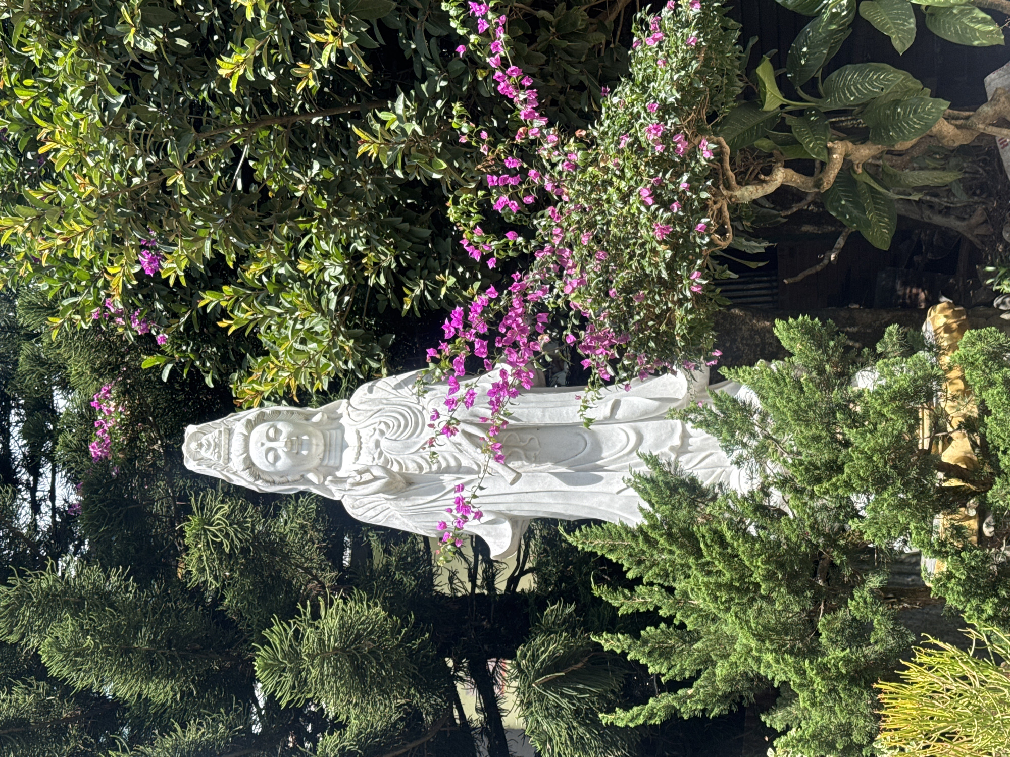 A full shot shows a large, white stone statue of a female deity, likely Guan Yin, in a garden setting in Da Lat, Vietnam. The statue, which is intricately carved with flowing robes and a headdress, stands tall amidst lush greenery. To the left of the statue, a dense coniferous tree provides a dark green backdrop. In front of the statue and to the right, a vibrant pink bougainvillea bush is in full bloom, its delicate flowers adding a splash of color to the scene. Behind the bougainvillea, a large-leafed plant with variegated leaves is visible. The ground beneath the statue is partially obscured by the foliage, but some ornate yellow and gold accents can be seen. The overall impression is one of serene beauty, with the statue serving as a focal point within a natural, verdant environment.