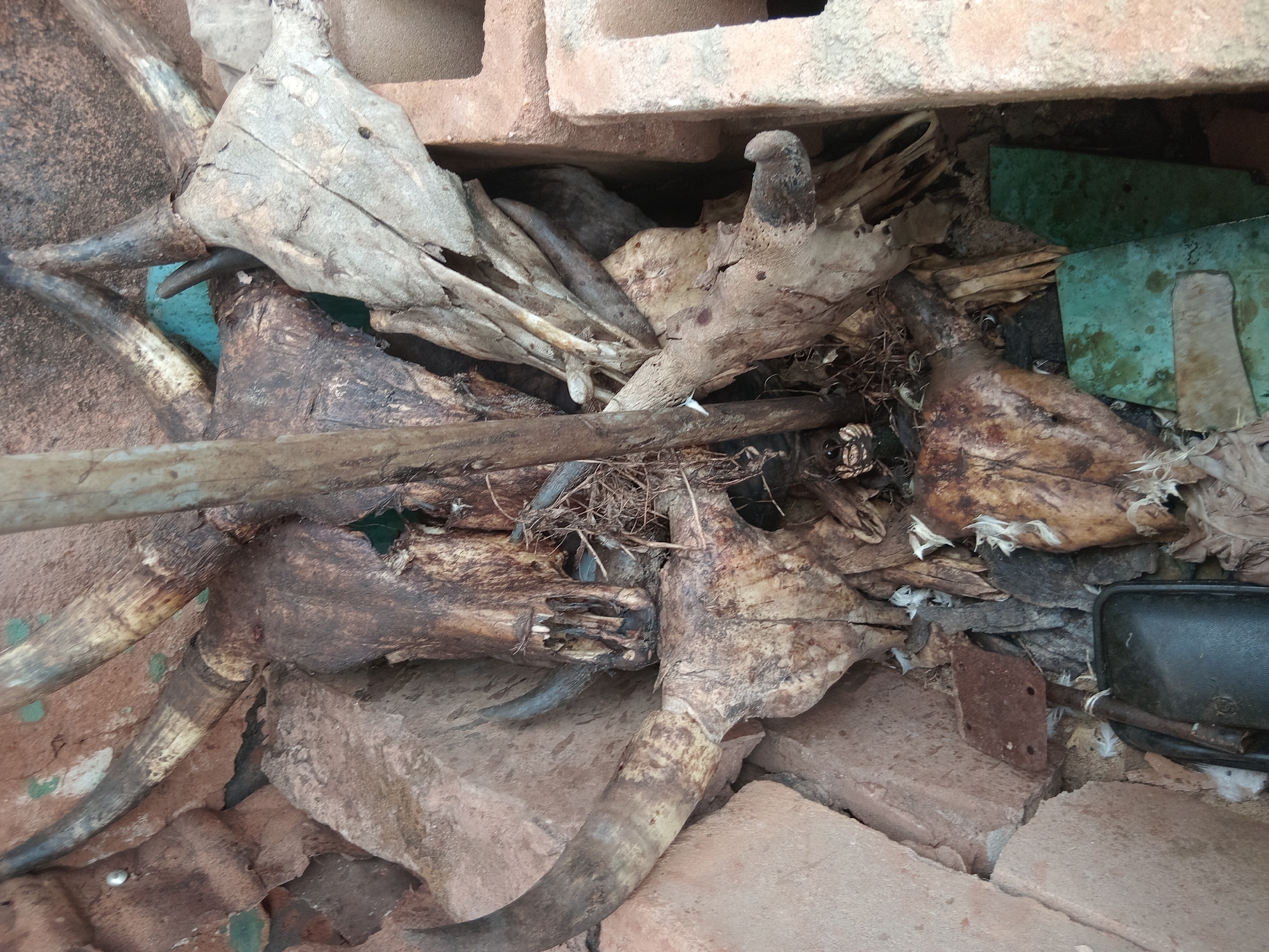 The image displays a cluttered pile of weathered animal skulls and debris, likely situated in an outdoor or semi-outdoor area. The central subjects are multiple, partially disintegrated animal skulls, primarily distinguished by their prominent, curved horns, suggesting they belong to cattle or similar bovines. Some skull fragments retain dried organic material, possibly remnants of skin or tissue.
These animal remains are intermingled with a variety of other objects. Numerous red-brown bricks and concrete blocks are visible, forming parts of the background and supporting the pile, suggesting a location near construction materials or a neglected structure. A long wooden pole or stick extends diagonally across the middle of the frame. Layers of dried, papery organic matter, possibly leaves, bark, or animal hide, are scattered throughout.
Towards the right side of the image, two distinct rectangular pieces of greenish-blue material, possibly plastic sheets or painted metal, are partially visible amidst the refuse. A small, rusted metal bracket or hinge and a dark, possibly black, object (potentially a handle or part of a container) are also present in the lower right quadrant. Fine, whitish fibrous material, which could be feathers or plant fibers, is scattered among the objects.
The scene depicts a static collection of discarded items, with no discernible activity taking place. The lighting suggests natural daylight, providing even illumination without harsh shadows. The overall impression is one of decay and accumulation in a rustic or neglected environment, consistent with an outdoor space in a location like Shagamu, Nigeria. There is no visible text in the image.