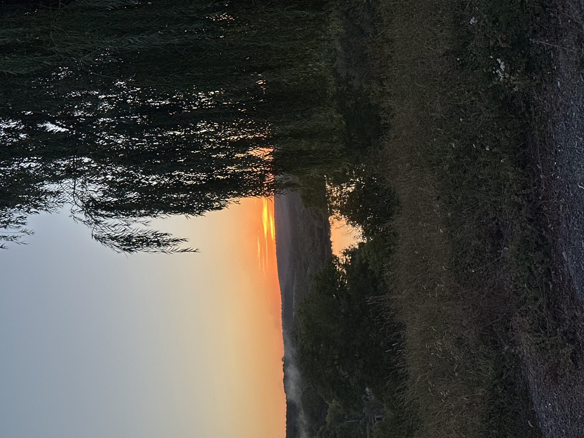 This is a vertical, medium-shot, natural light photograph taken at eye-level of a landscape at sunset, near the village of Makiv, Ukraine. The sky is a gradient of pale blue at the top transitioning to a bright orange near the horizon. A large, dark green weeping willow tree dominates the right side of the frame, its long, thin branches hanging down and obscuring parts of the landscape behind it. In the middle ground, rolling hills covered in dark green trees are visible, with a sliver of calm water reflecting the orange sky. A faint mist hovers over the trees in the distance. The foreground is filled with dry, light brown grass and a gravelly path. The overall mood is serene and tranquil. There are no people or animals visible in the image.