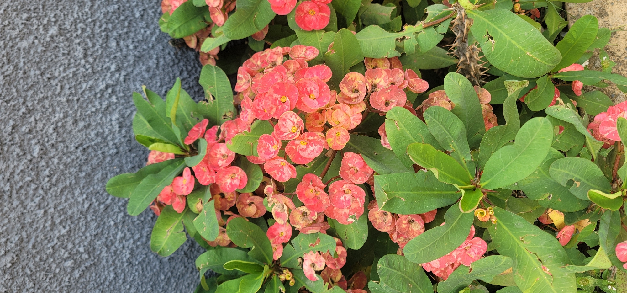 The image depicts a cluster of Crown of Thorns plants (Euphorbia milii) with bright red and pink flowers and green leaves. The plants appear to be growing adjacent to a textured gray wall. The location is Jos, Nigeria, based on geographical context. The scene shows a close-up view of the plants, emphasizing the floral details and leaf structures, with some thorny stems visible. No people are visible in the image.