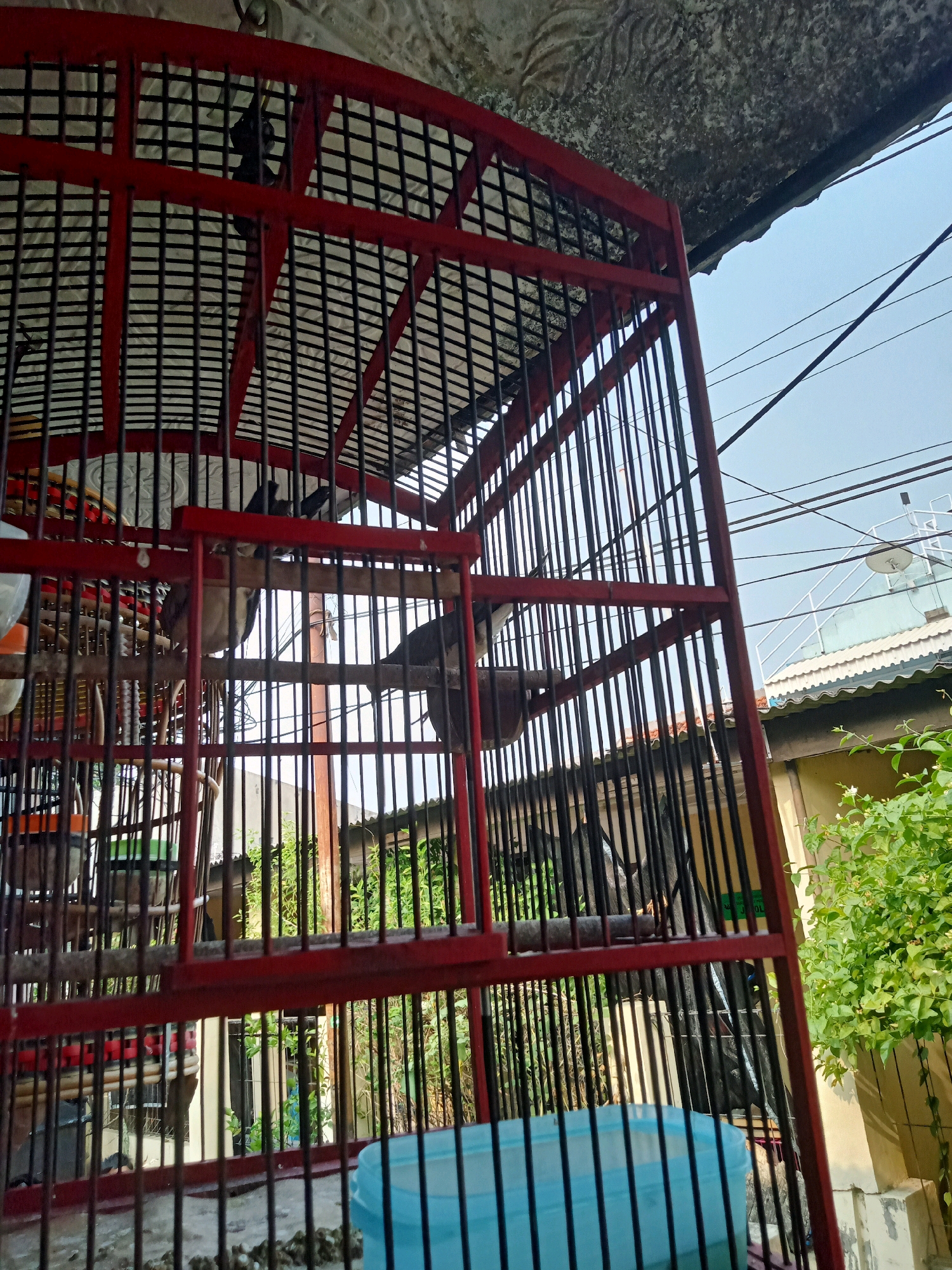 An eye-level shot shows a bird cage with red bars and black wire mesh. Inside the cage, at least two birds with brown and white feathers are perched on wooden sticks. A blue plastic container is visible at the bottom of the cage. Outside the cage, a green leafy plant grows near a cream-colored wall. In the background, a portion of a building with a green roof and a satellite dish is visible under a clear sky with electrical wires. The scene appears to be outdoors, possibly in a residential area of Cirebon, Indonesia.