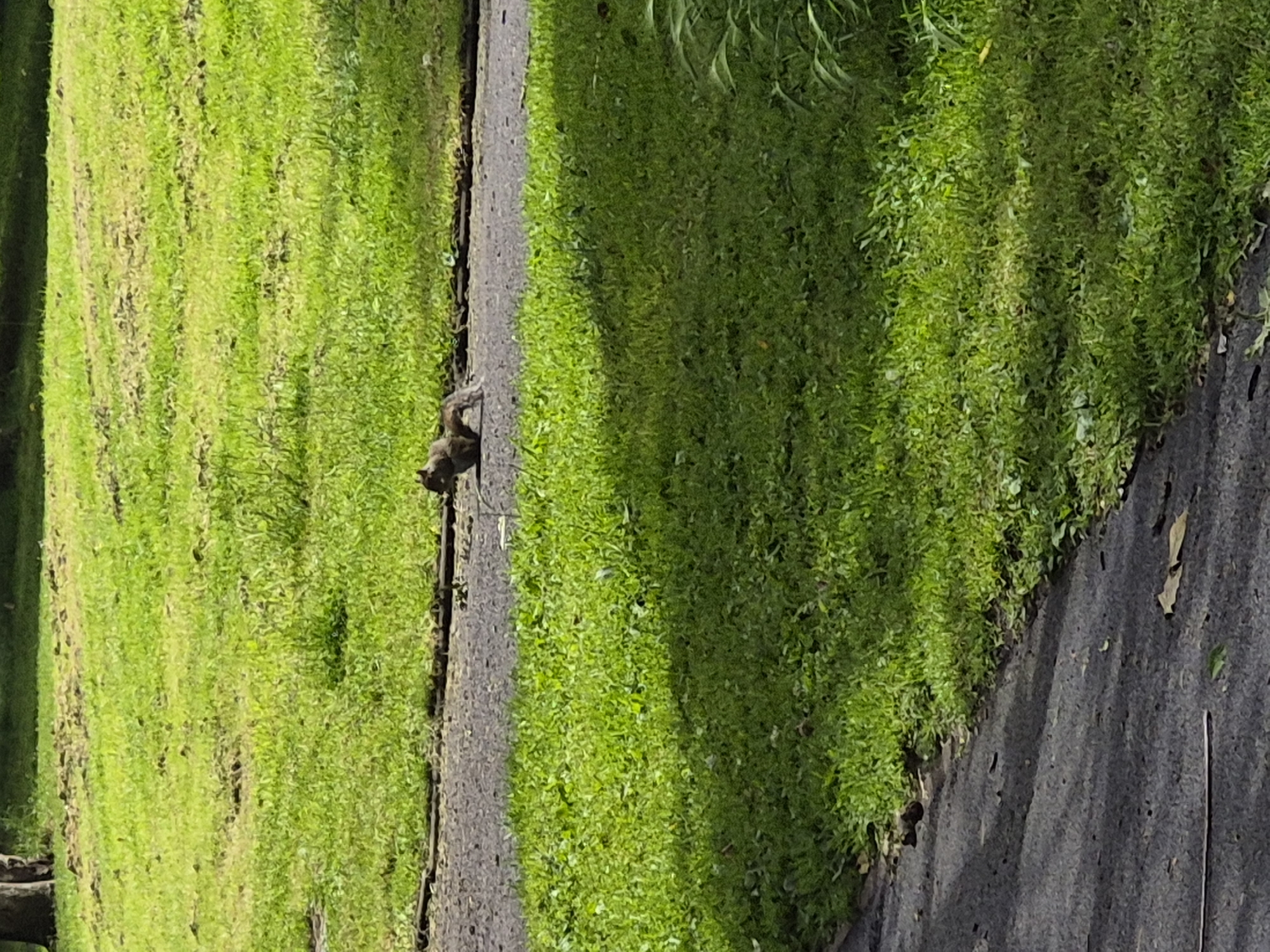 A squirrel is depicted on a paved path with lush green grass on either side. The squirrel is small and appears to be in motion. The environment suggests an outdoor setting, possibly a park or a suburban area. The image does not provide any specific information that would allow for its location to be identified within the city of Sandwell, United Kingdom.
