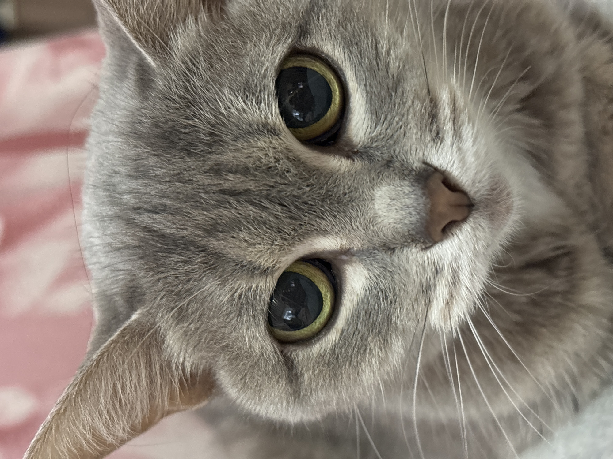 A close-up, eye-level, head-and-shoulders shot shows a grey tabby cat looking directly at the camera. The cat's fur is short and soft, with subtle dark grey stripes visible on its head and face. Its ears are pointed and stand upright. The cat's eyes are large and round, with dark pupils surrounded by a yellow-green iris. The cat's nose is small and pink. White whiskers fan out from its muzzle. The background is softly blurred and appears to be pink and white patterned fabric, possibly a blanket or pillow. The lighting is even, highlighting the cat's features without harsh shadows. There are no people present in the image. The image was taken in Chaikovsky, Russia.