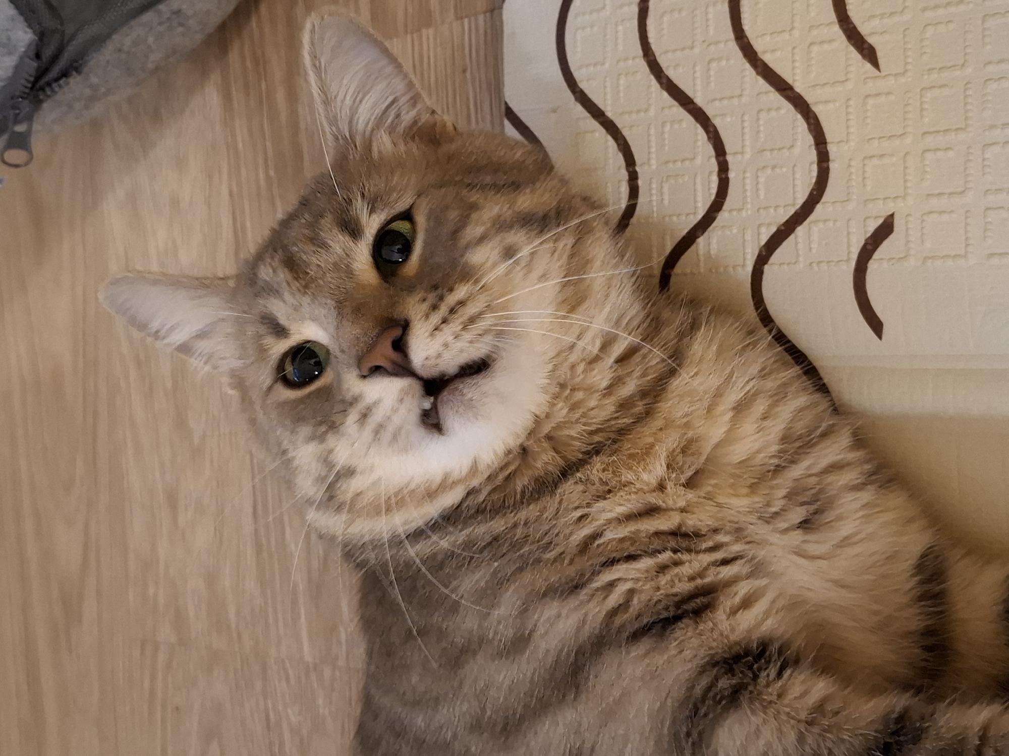 A tabby cat lies on its side on a wooden floor, next to a cream-colored mat with a brown wavy pattern. The cat is facing the camera, with its head tilted and its mouth slightly open, revealing a few teeth. The cat's fur is a mix of brown, grey, and black stripes. Its eyes are green and its ears are perked up. In the background, a grey cat bed with a zipper is visible. The image appears to be taken indoors, possibly in a home in Zemun Urban Municipality, Serbia, given the context.