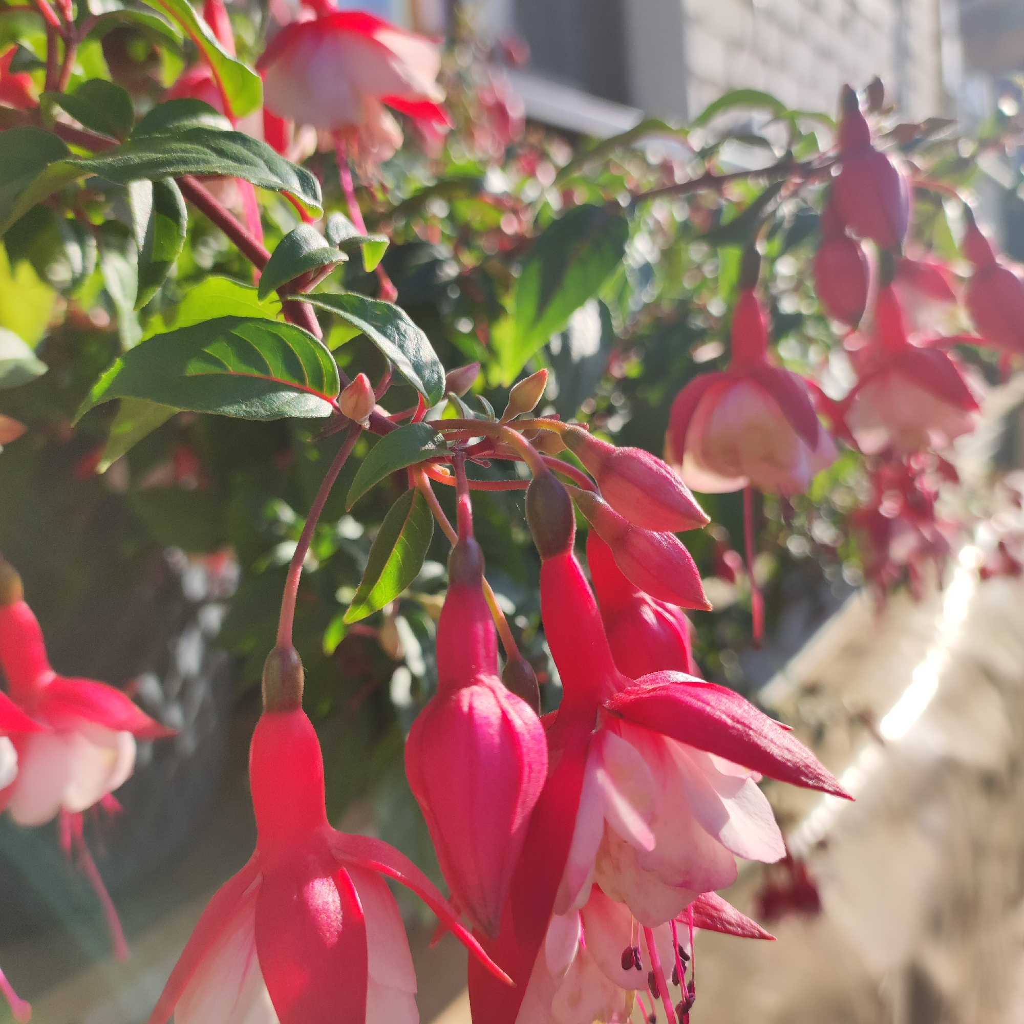This is a close-up, sunlit photograph of fuchsia flowers, likely outdoors in Navoloki, Russia. The fuchsias are vibrant, with bright pink outer petals and delicate white inner petals, hanging downwards like dancing ballerinas. Some buds are visible, hinting at the ongoing blooming process. The leaves are a lush green, some with red-tinged edges, suggesting a healthy plant. The sunlight casts a warm glow on the scene, highlighting the intricate details of the flowers and creating soft bokeh effects in the background, with blurred green foliage and hints of what appears to be a building with brickwork. The overall mood is tranquil and cheerful, evoking a sense of natural beauty and a pleasant, sunny day. No text is visible in the image.