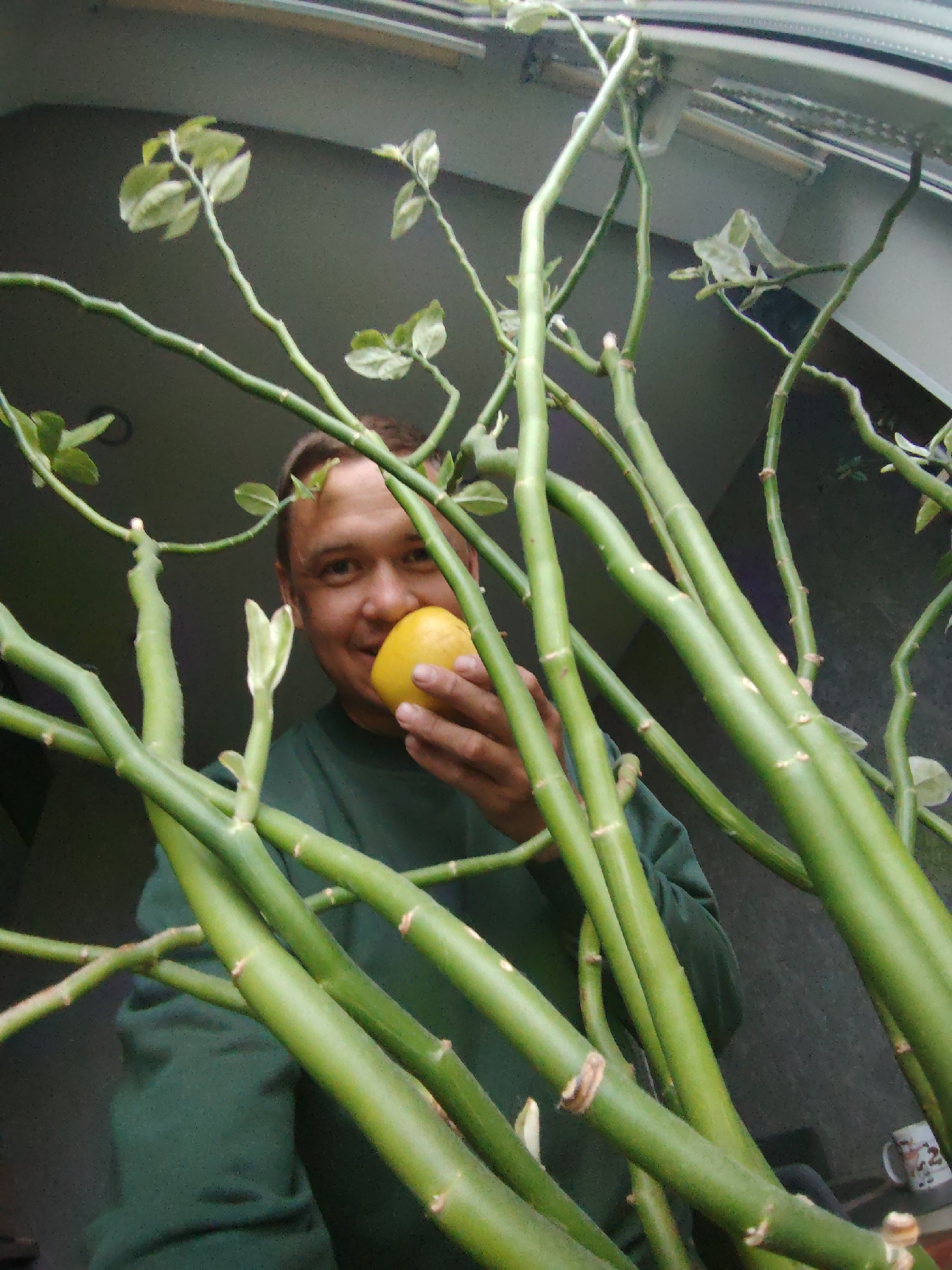 The image features a man smiling and holding a yellow lemon, largely framed and partially obscured by a dense growth of a houseplant. The man has light brown hair and is wearing a dark green long-sleeved shirt. He holds the bright yellow lemon in his right hand, close to his mouth, while looking directly at the camera with a cheerful expression.
The foreground is dominated by numerous thick, segmented, bright green stems of the plant, which rise from the bottom of the frame and extend upwards towards a window or ceiling fixture. Small, light green leaves are visible sparsely along the stems and at their tips. The plant's structure creates a natural, intimate framing around the man's face and the lemon.
In the background, a dark, shadowed interior space is visible. A window frame or similar architectural element runs along the top of the image, hinting at an indoor setting with potential natural light entry. In the lower right corner, a white mug with some indistinct dark markings or text is partially visible on a surface. The setting appears to be a domestic interior in Chaikovsky, Russia. The overall tone is positive and personal. No specific time of day or weather is evident, but the indoor lighting is somewhat dim, accentuating the man's face and the vibrant colors of the plant and the lemon.